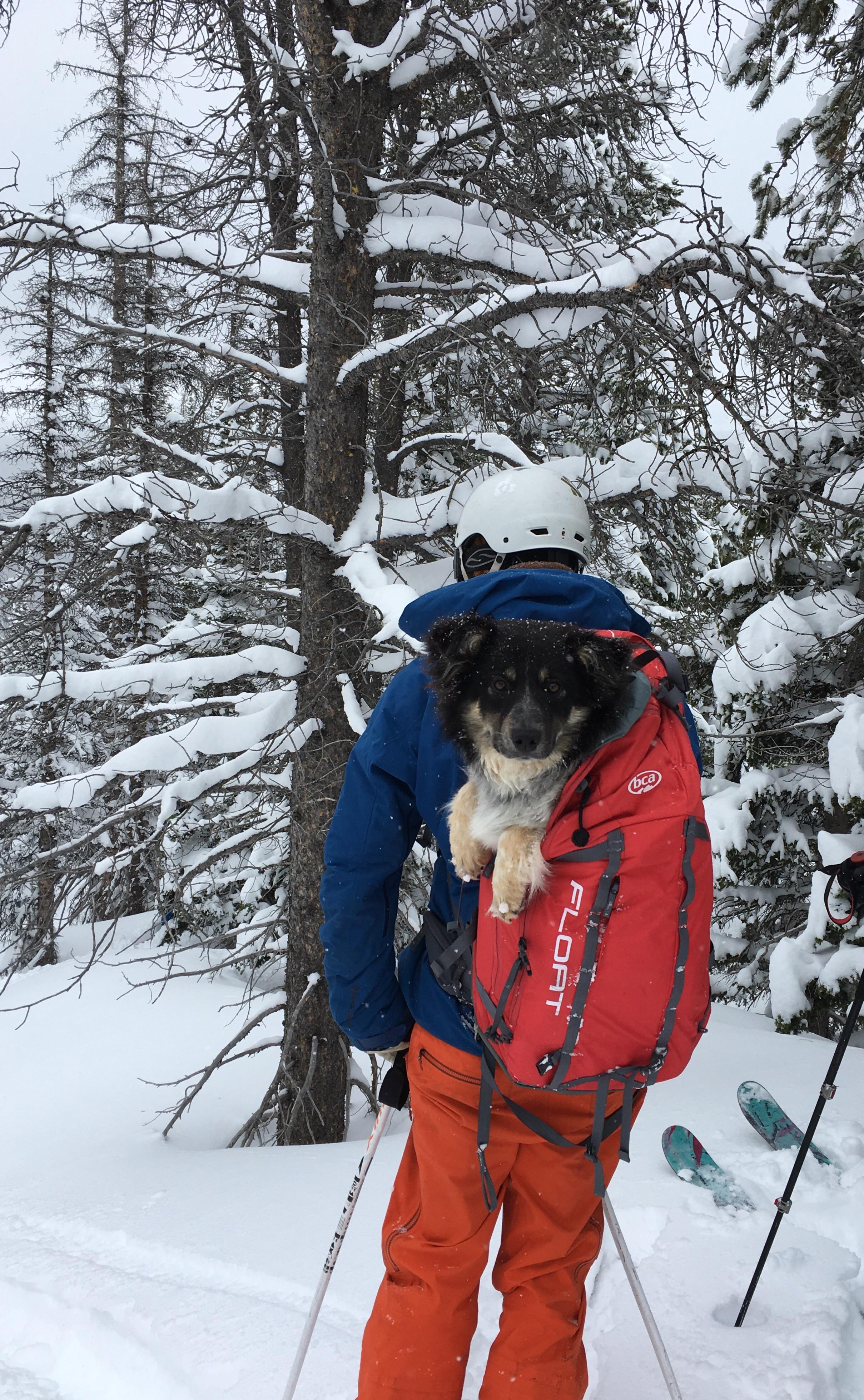 My friend's dog got tired on a ski trip so we put her in a backpack