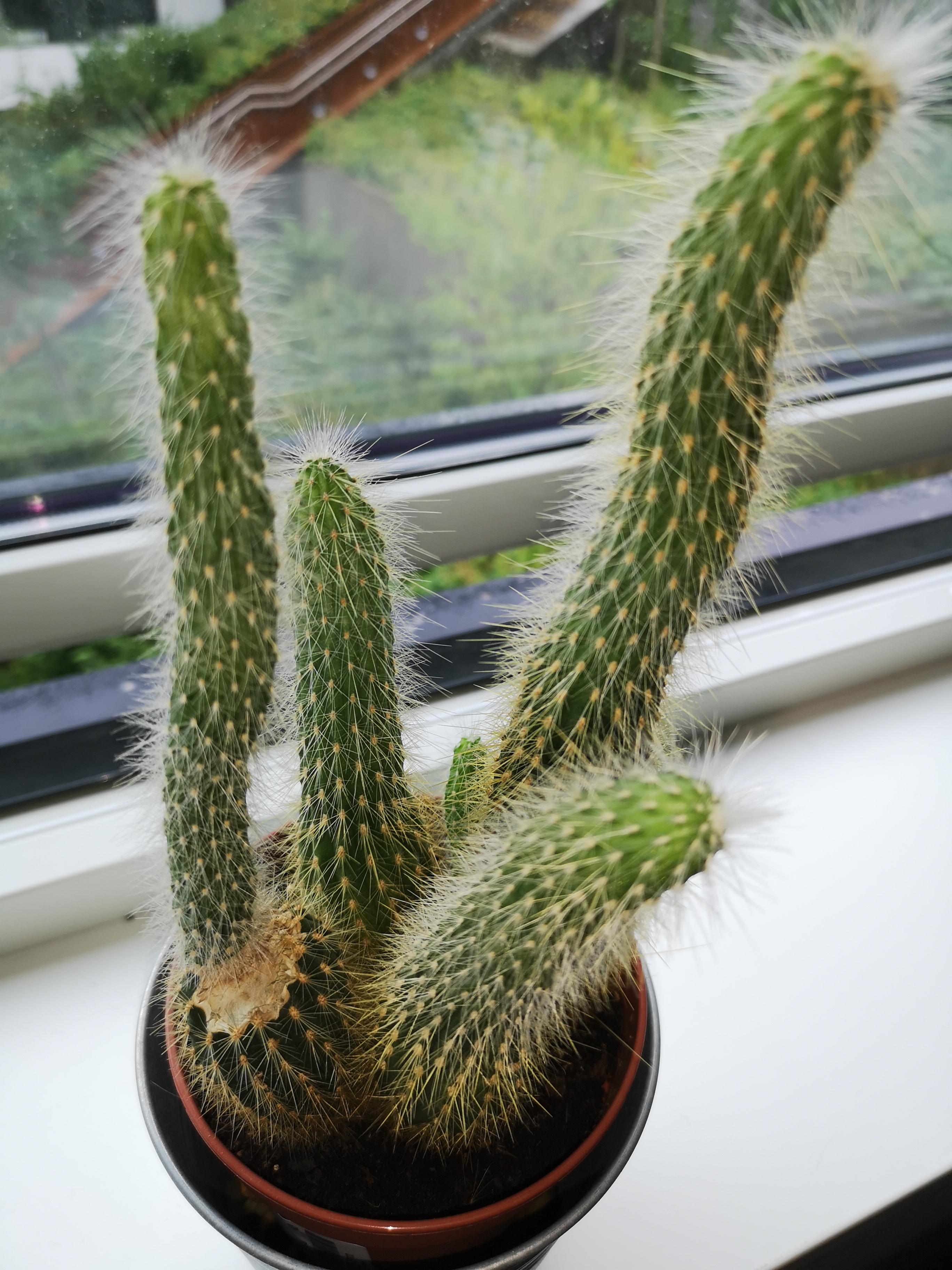 My cat ate a part of my cactus, and now it flourishes r/gardening