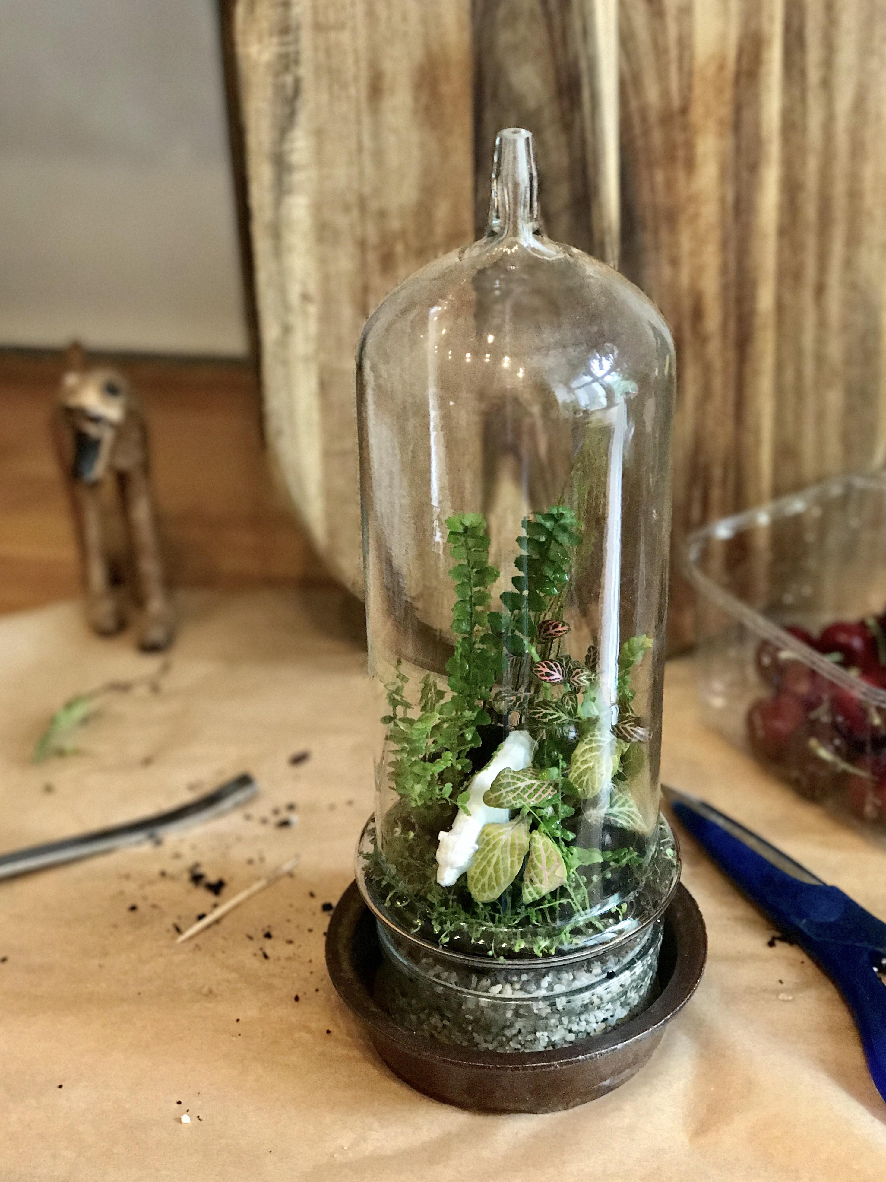 Cleaned up a 2 year old terrarium I made from a vaccuum tube r/terrariums
