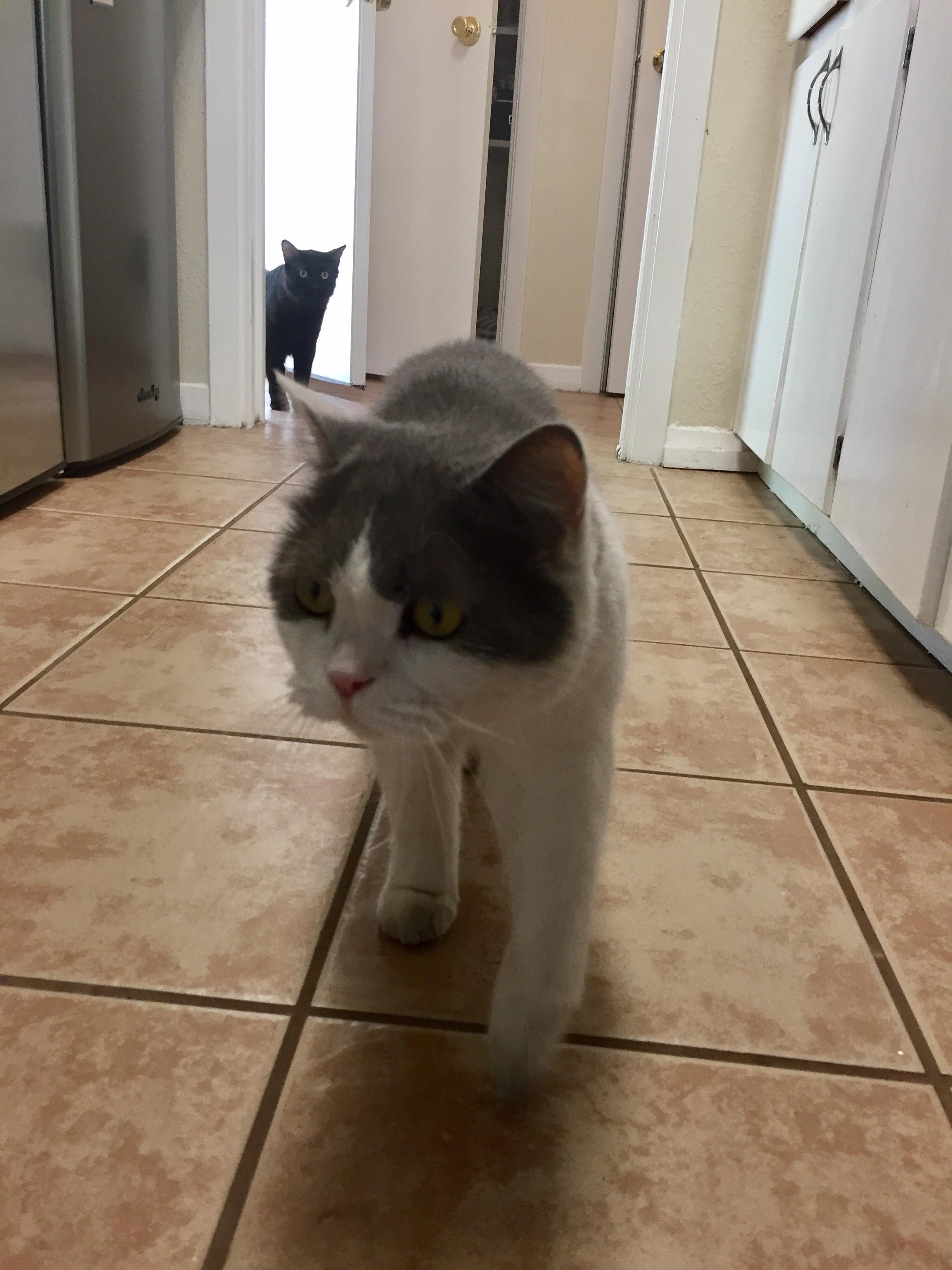 My cat walked in on me giving treats to the neighbor's cat r/aww