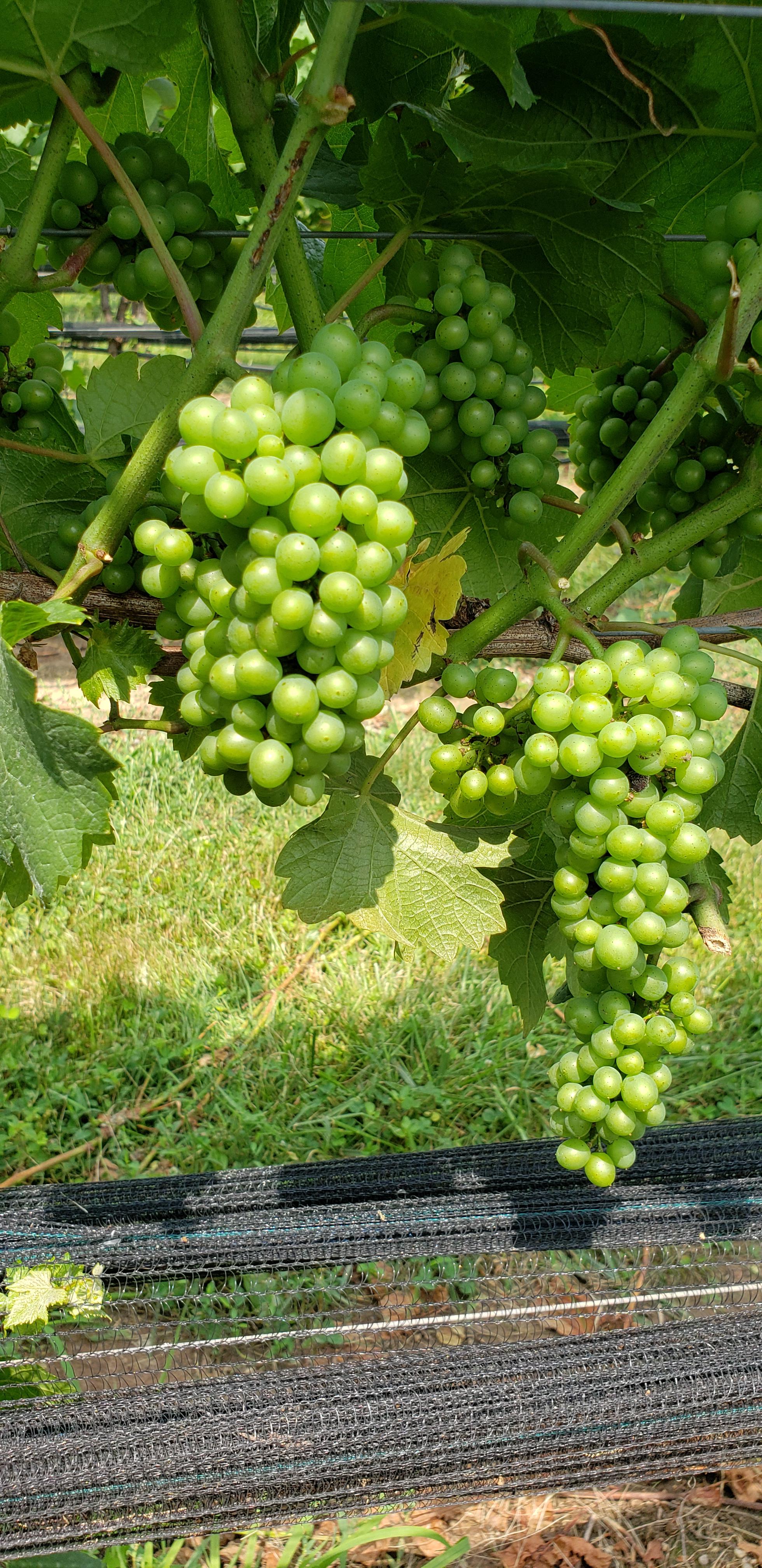 Quality grapes in south eastern Pennsylvania. Karamoor Estates Ft
