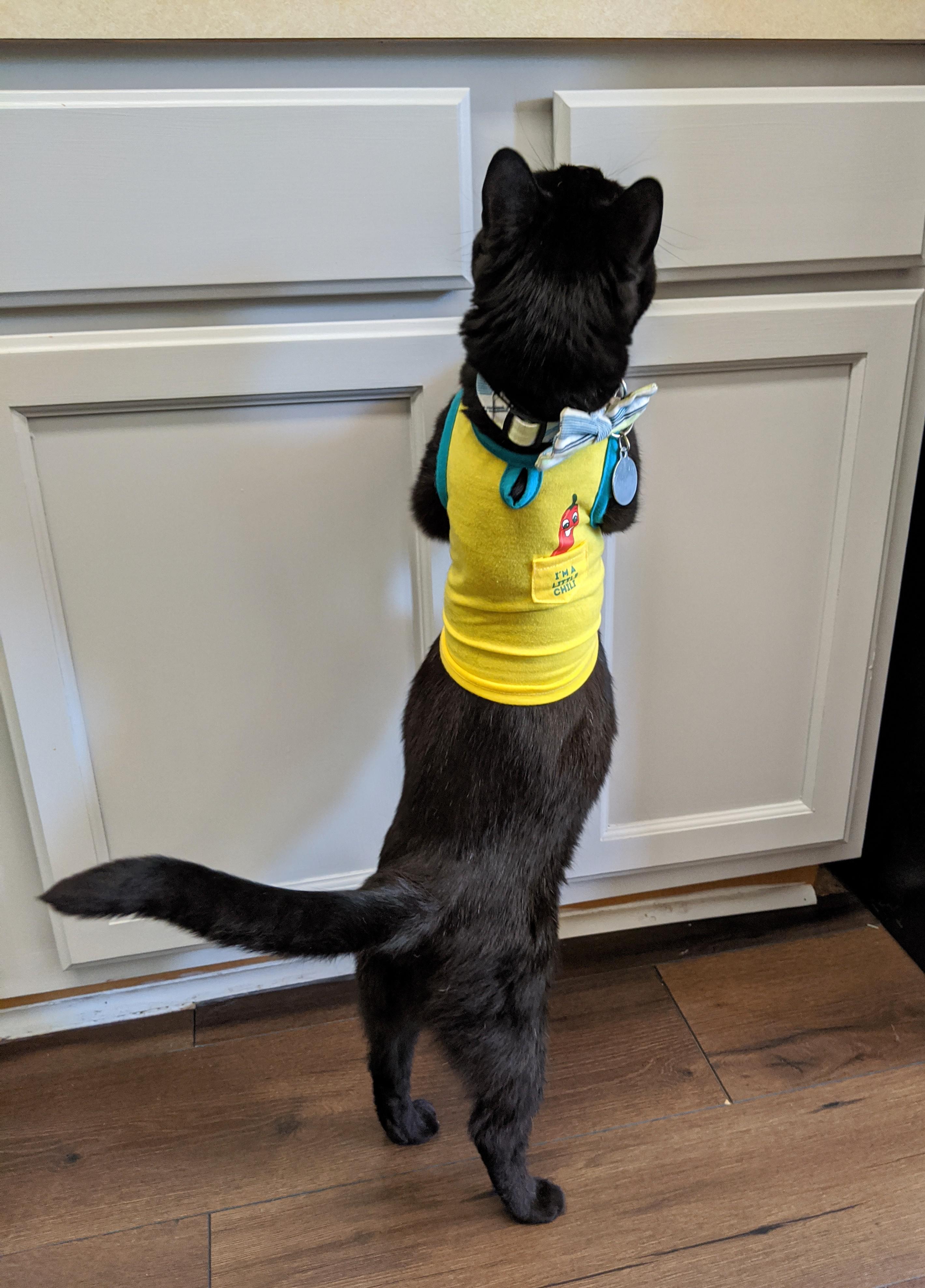 I may have underestimated the size of my cat when picking out this Aldi