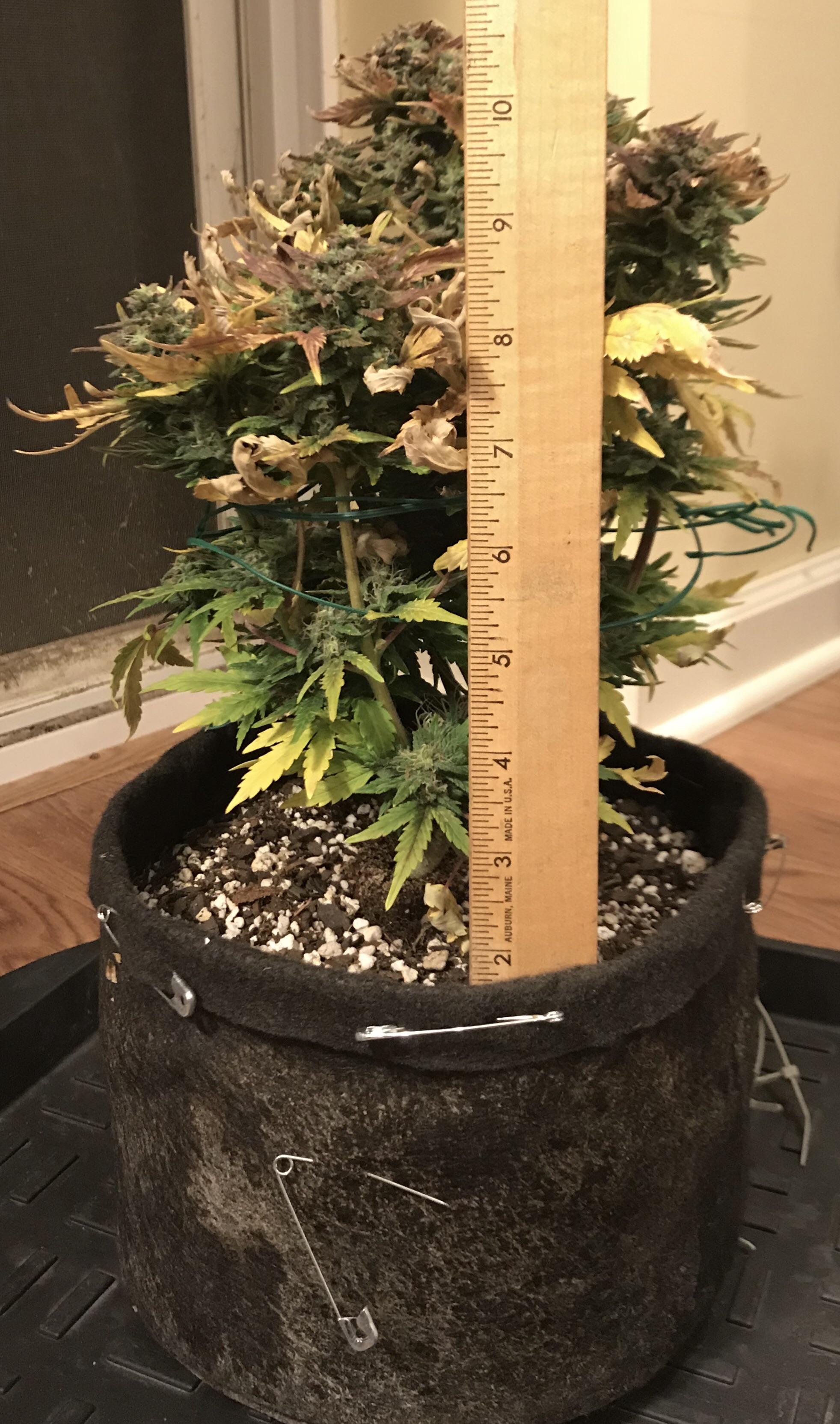 Space Bucket Grow Result = 15.38 Grams Dry Northern Lights Auto r