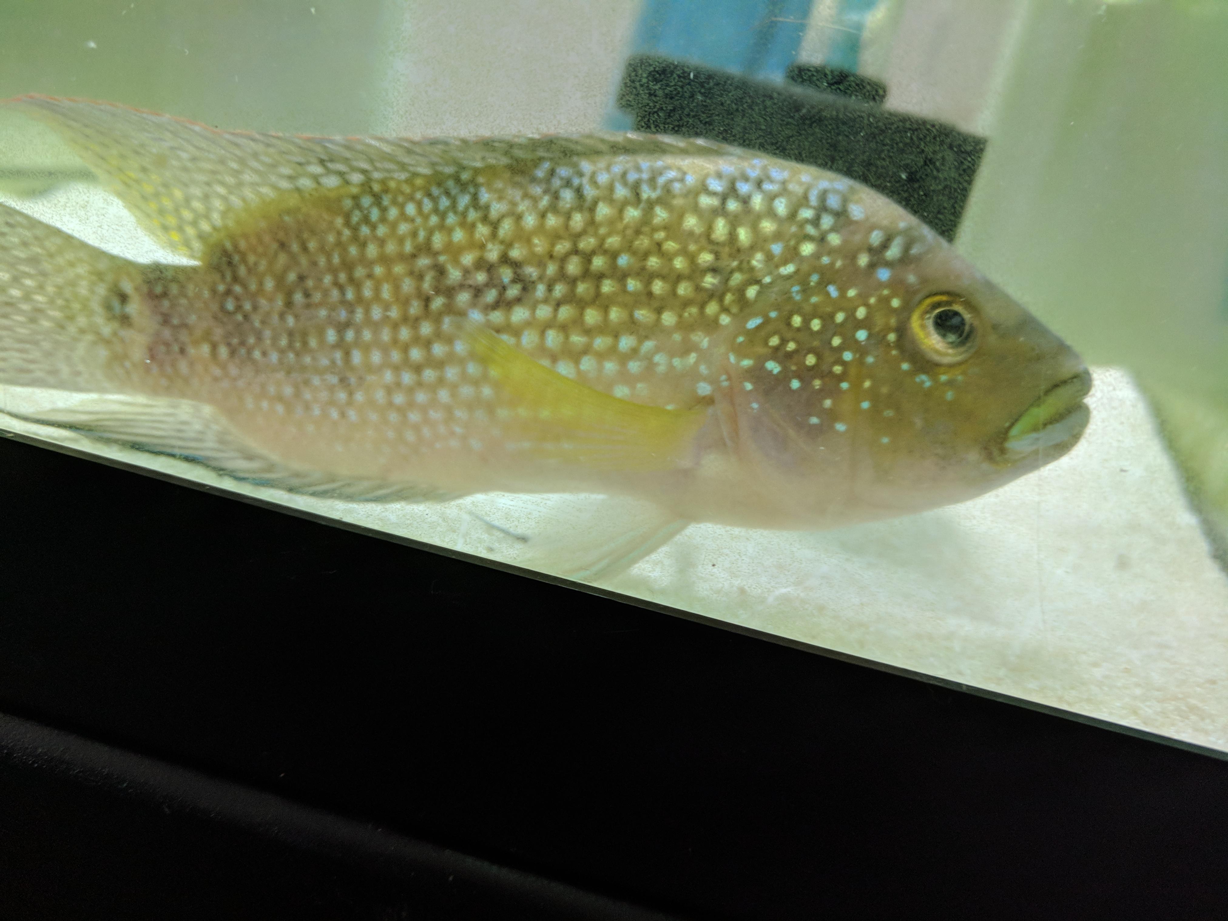 Male or Female Jack Dempsey? r/Aquariums