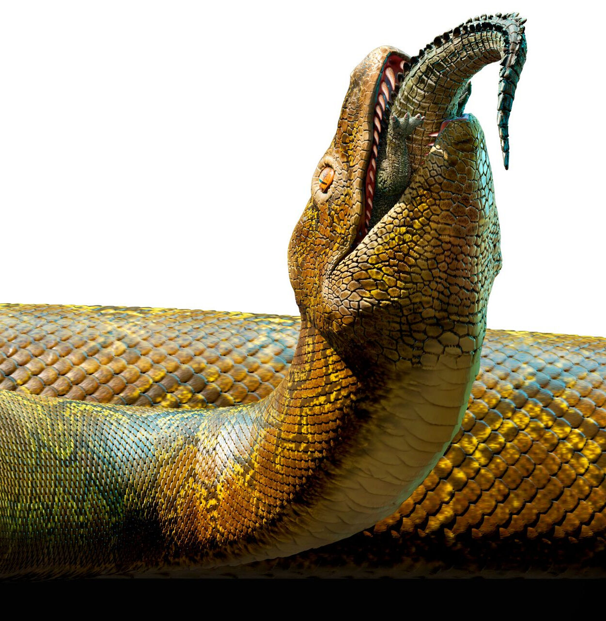 Titanoboa (meaning "Titanic Boa") is an extinct genus of very large