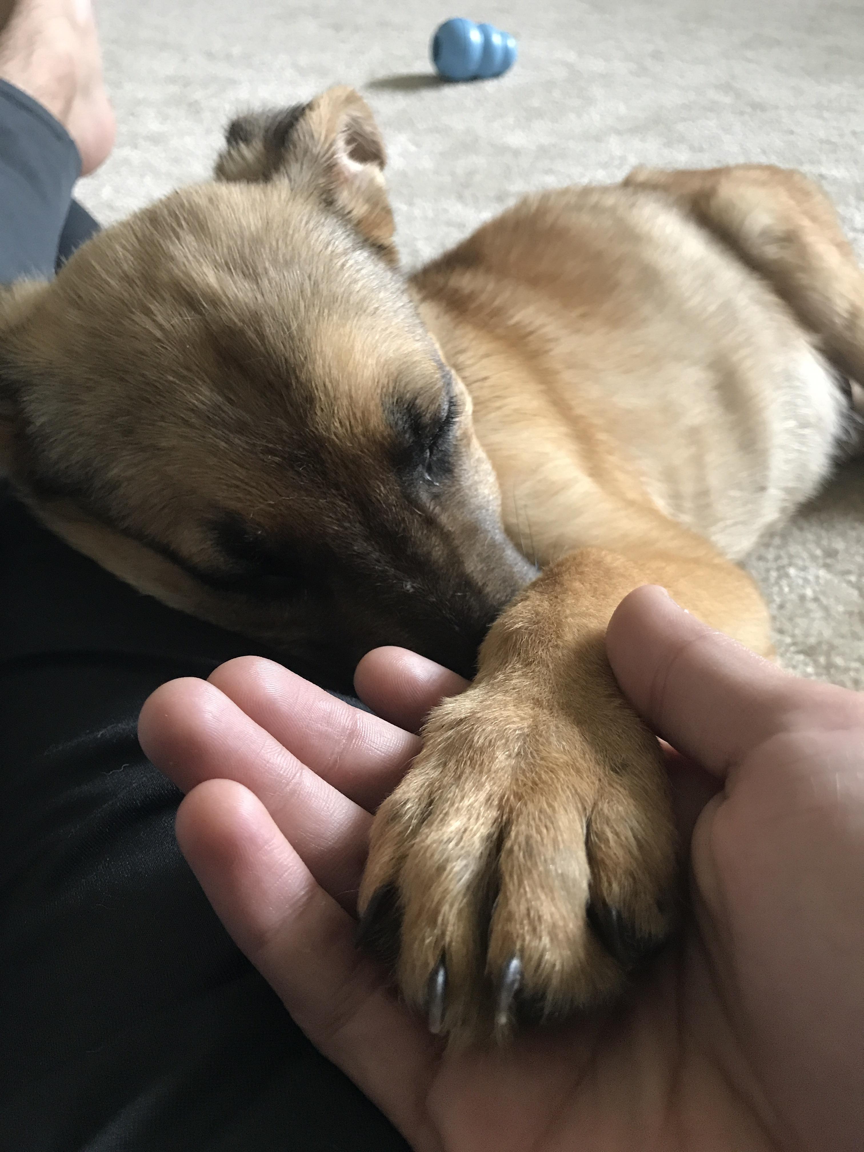 Rescued a puppy from the shelter. He fell asleep holding my hand. r/aww