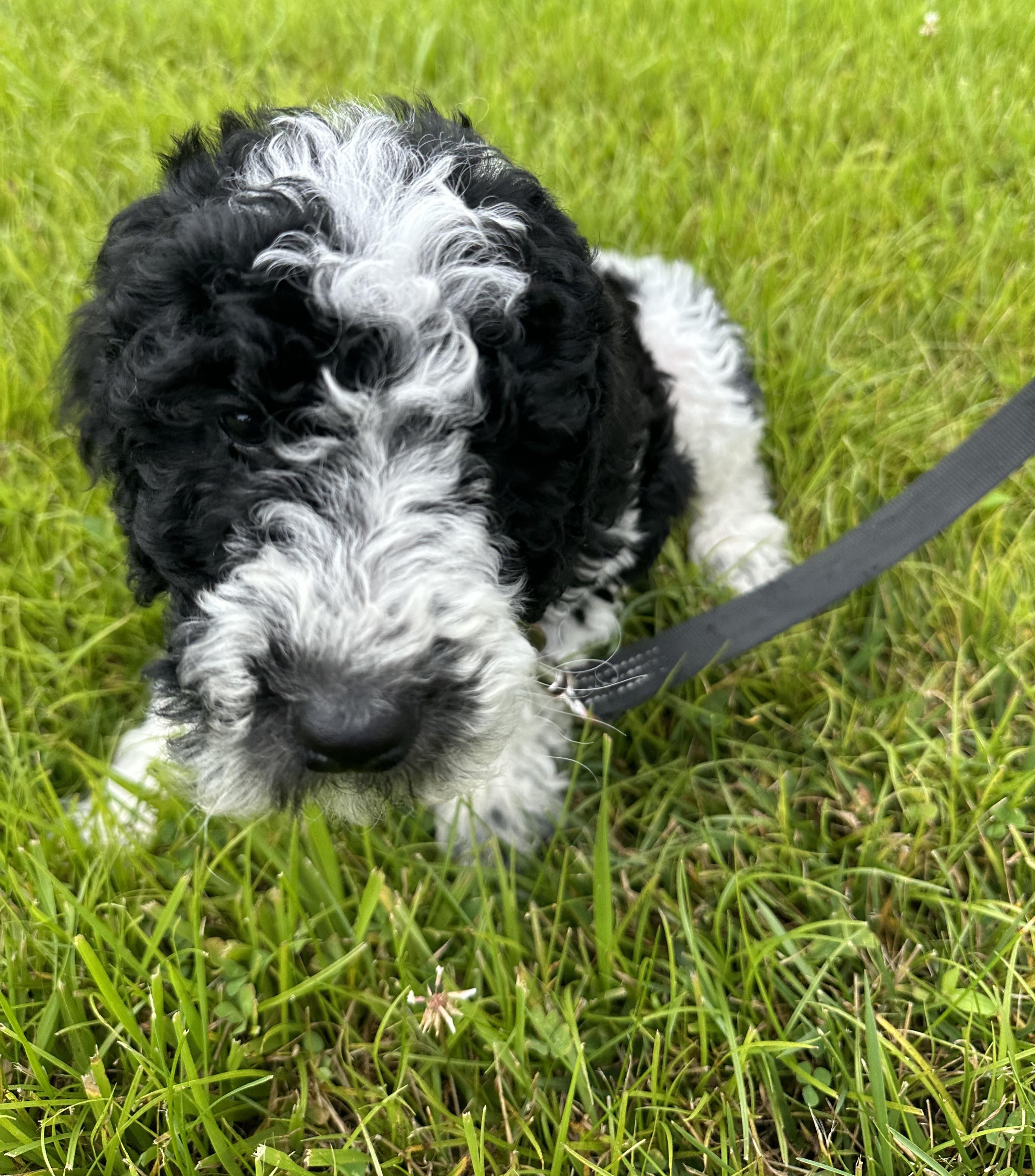 Wet face proof water bowl? r/Goldendoodles