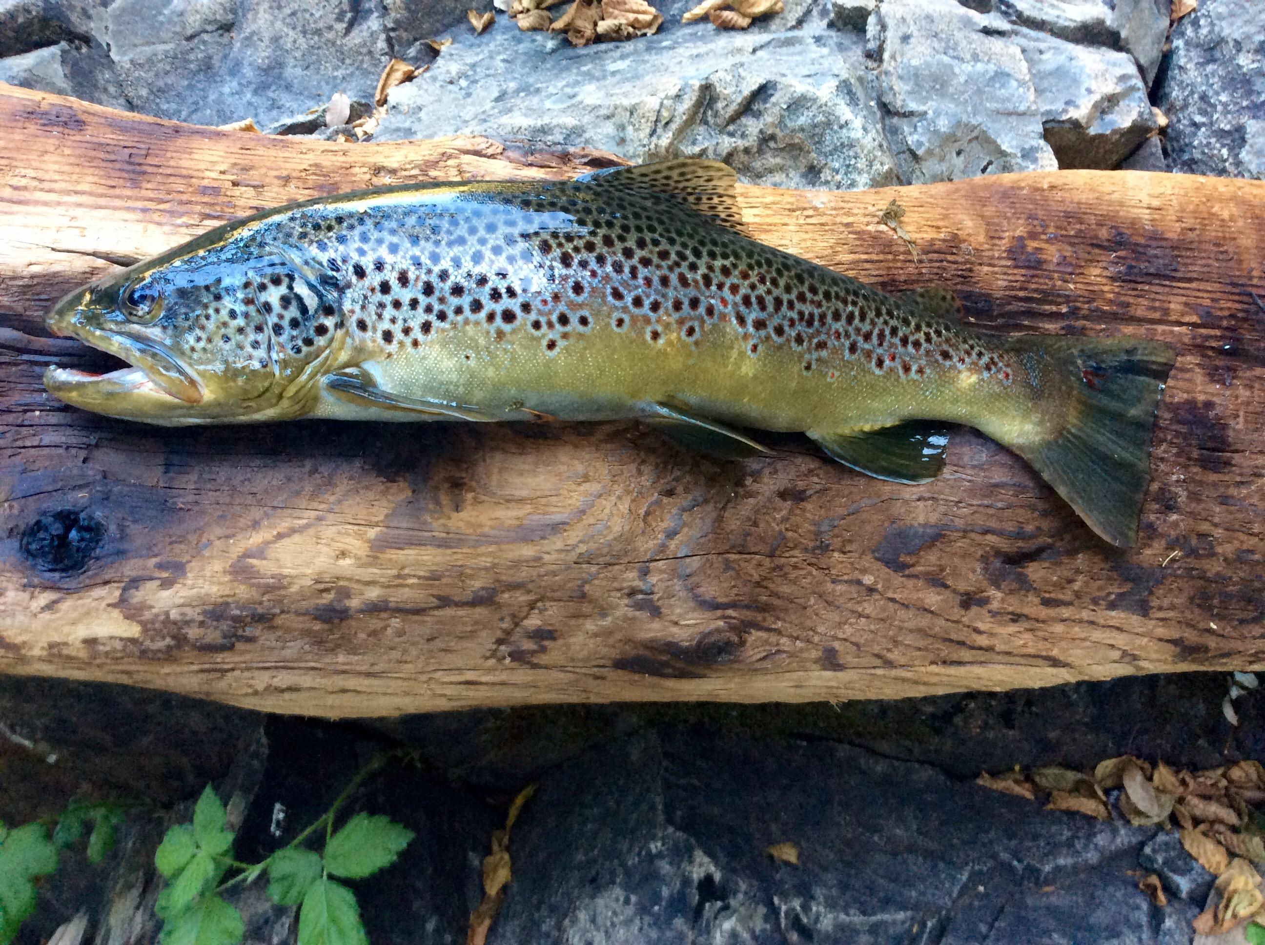 18" Brown trout, Sierra Nevada foothills r/Fishing