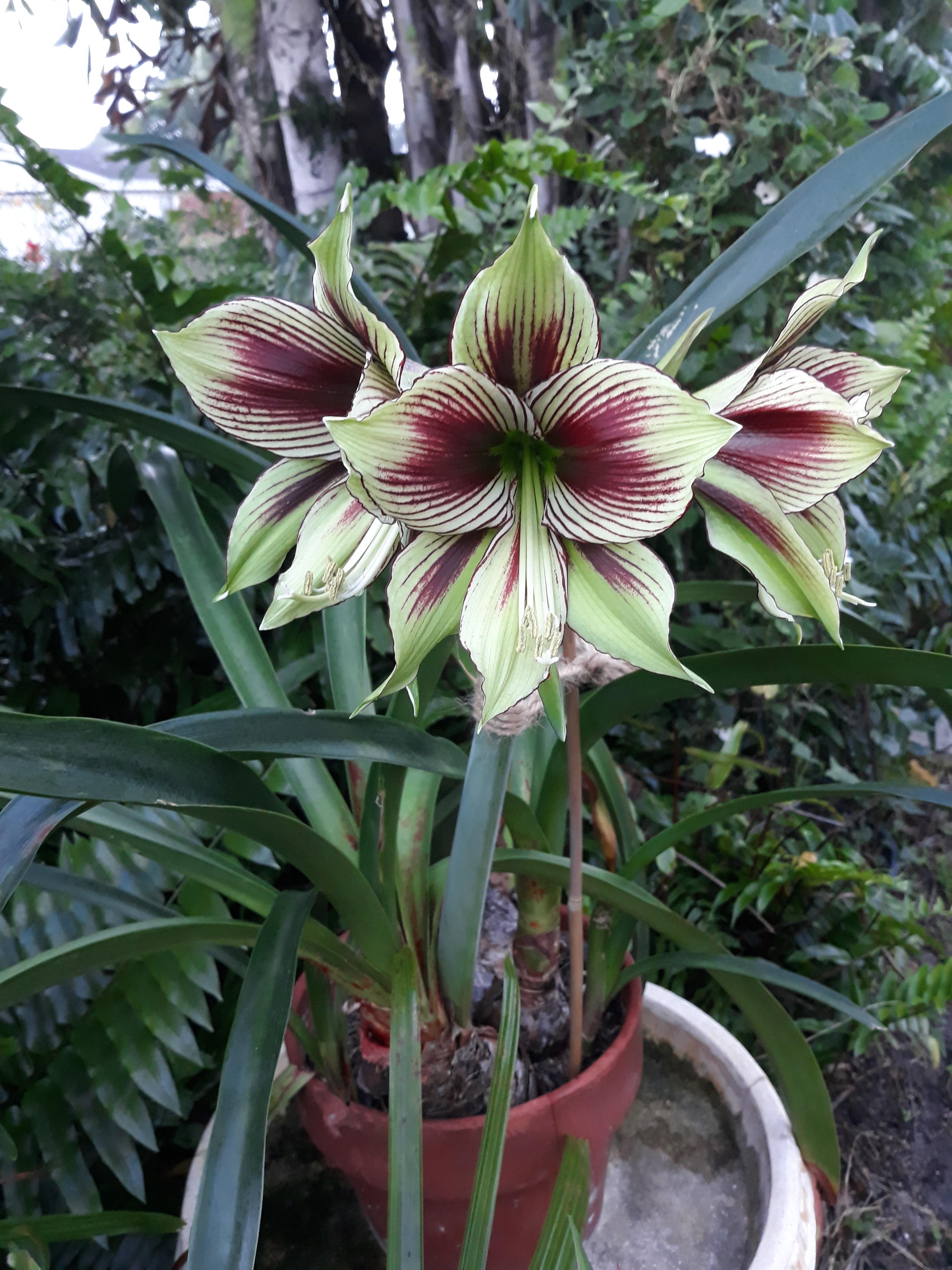 Evergreen Hippeastrum papilio, the Butterfly amaryllis in So. Florida
