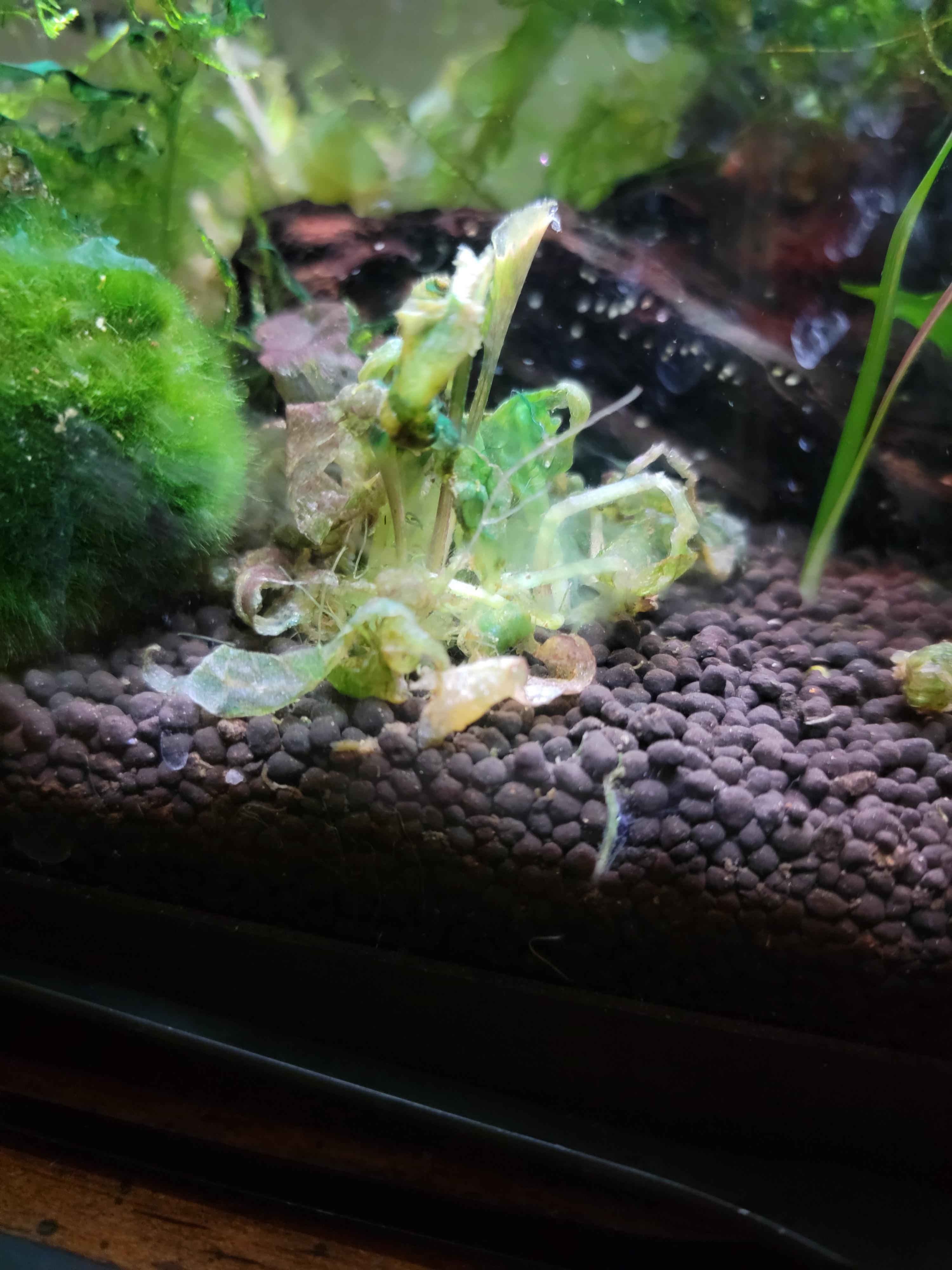 Something is killing my plants. Any idea what it is? What should I do about it? r/Aquariums