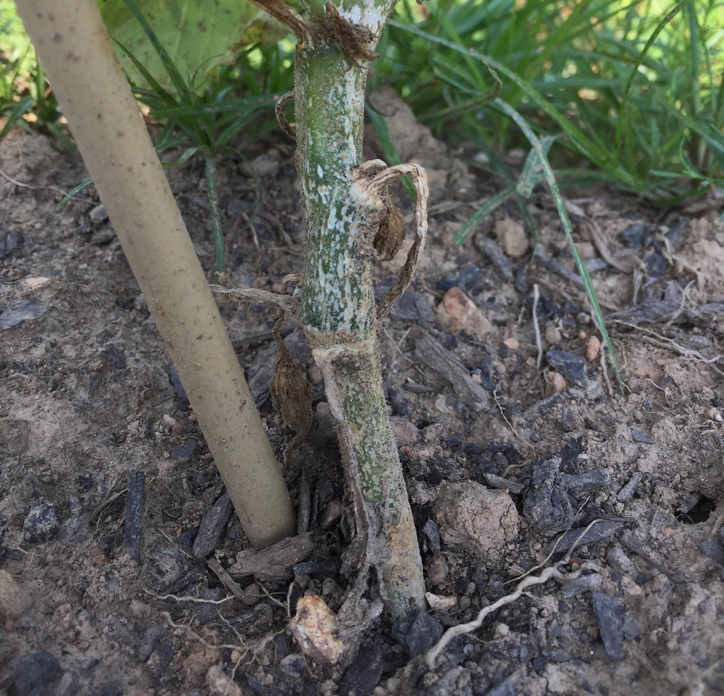What could be causing this to happen on my squash plant stalks? They're