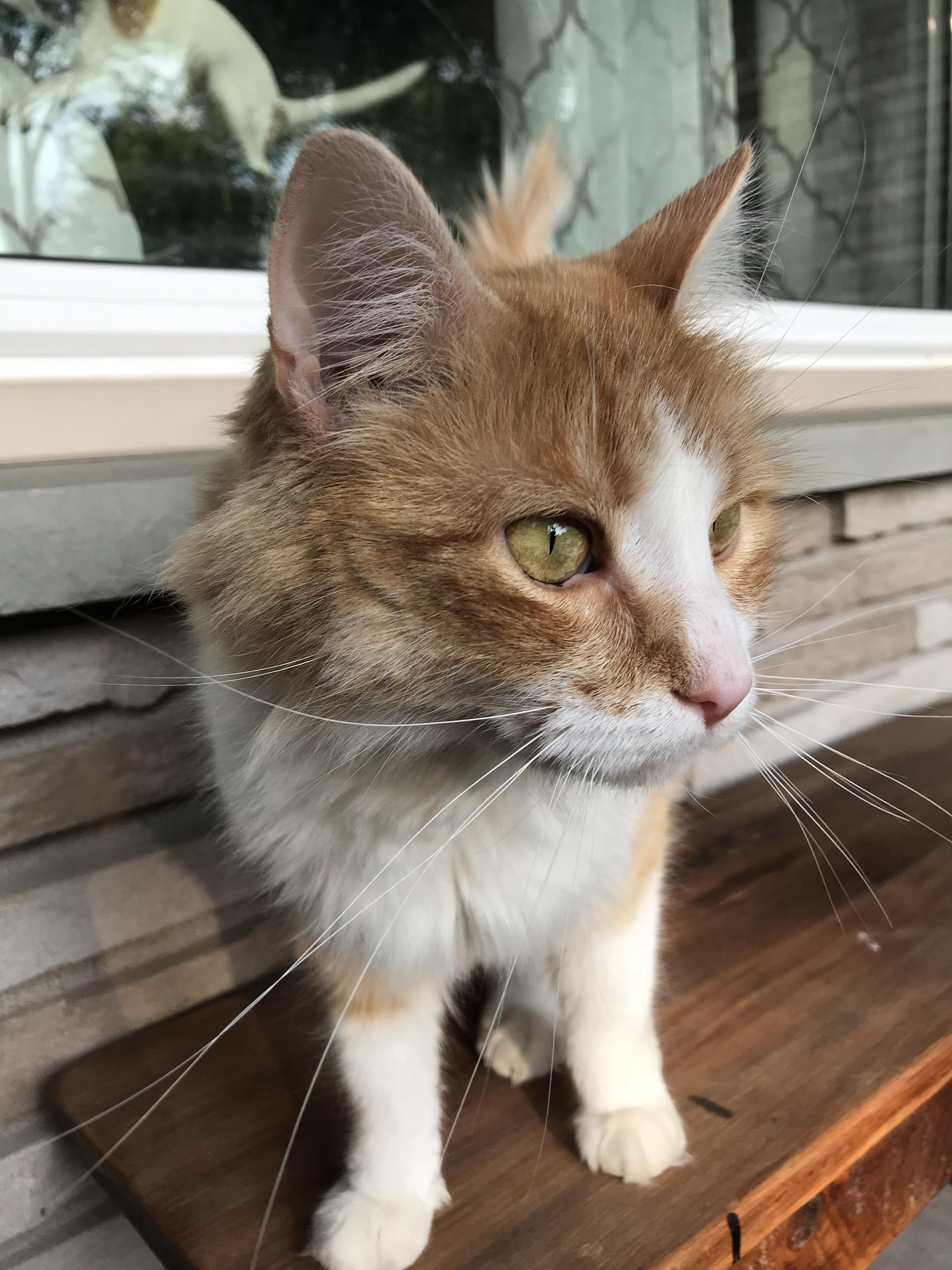 Missing Cat, Welland ON... Last seen on the corner of Ontario and