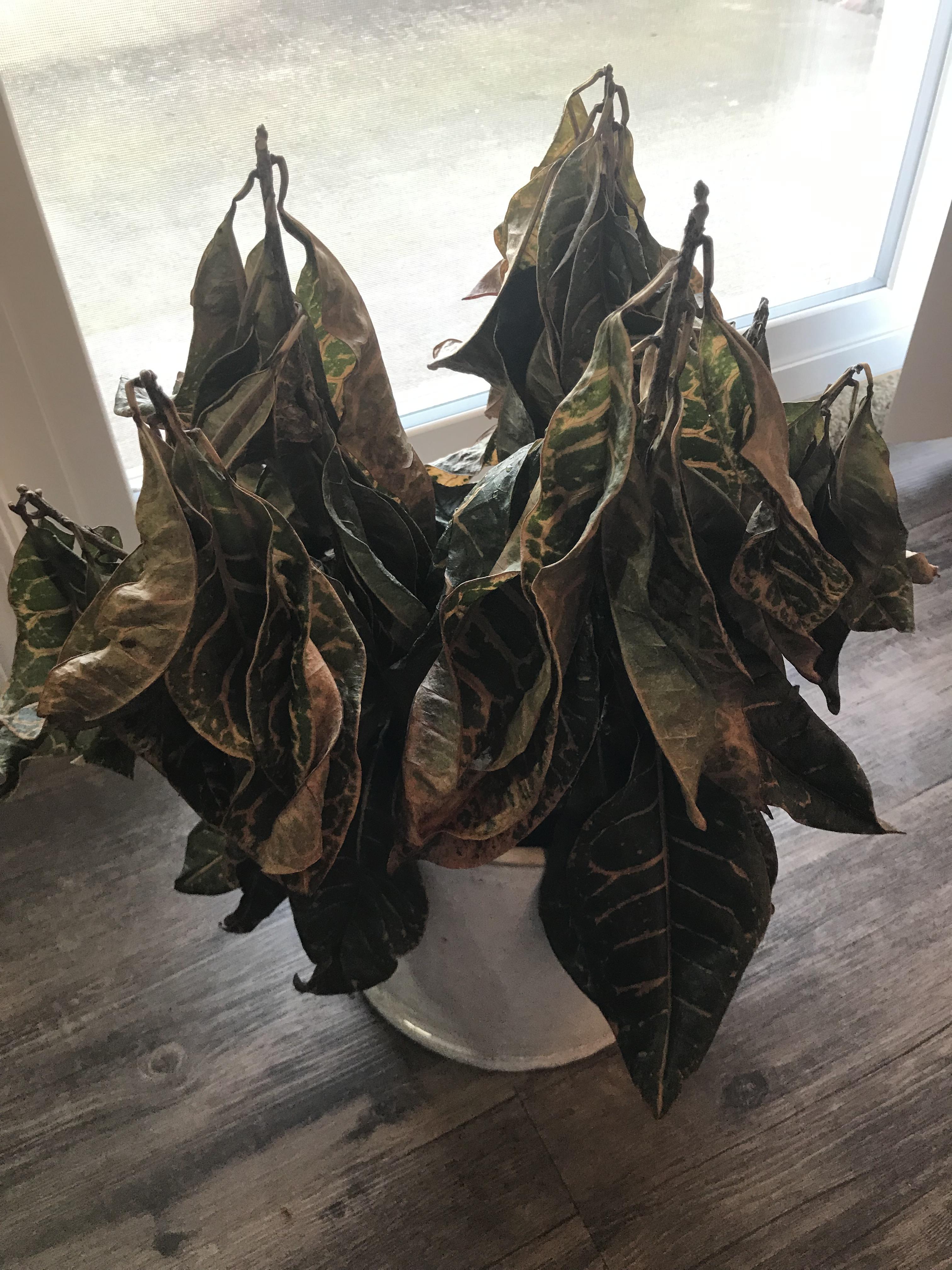 Help for my dying (?) croton r/houseplants