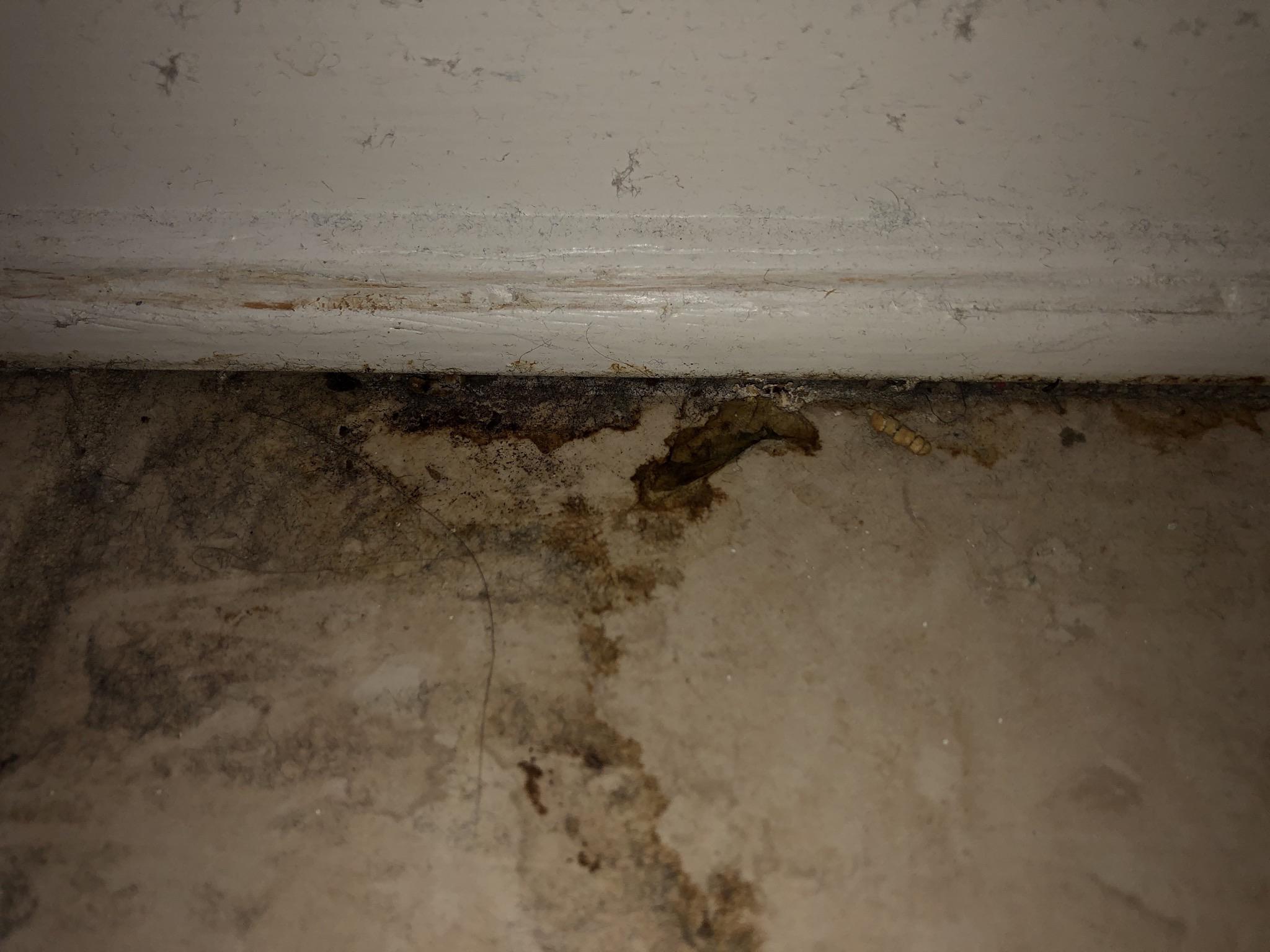 Is this the sign of cockroaches behind my fridge? we are fairly clean
