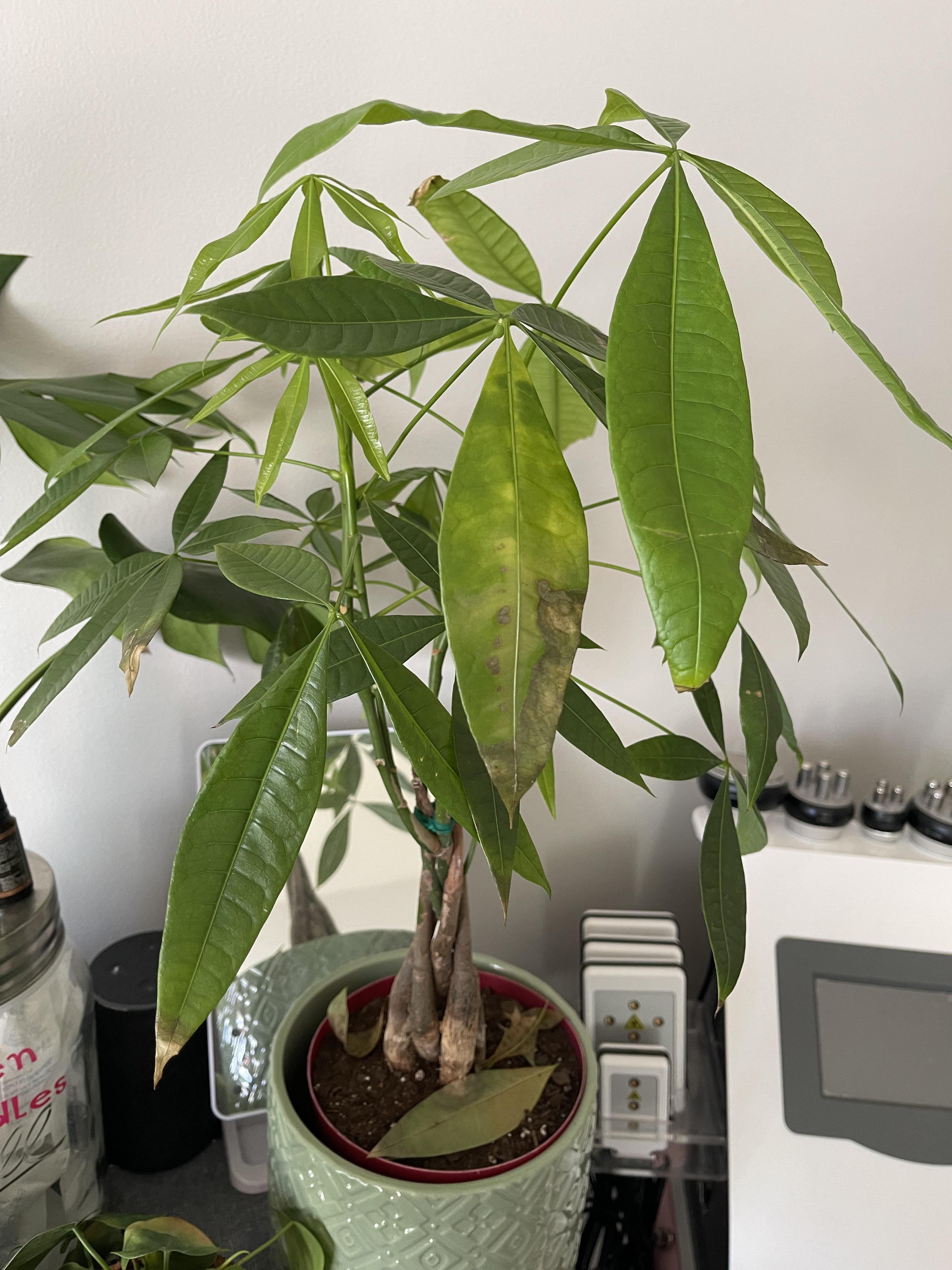 Why is my money tree leaves doing this? I had issues I think with