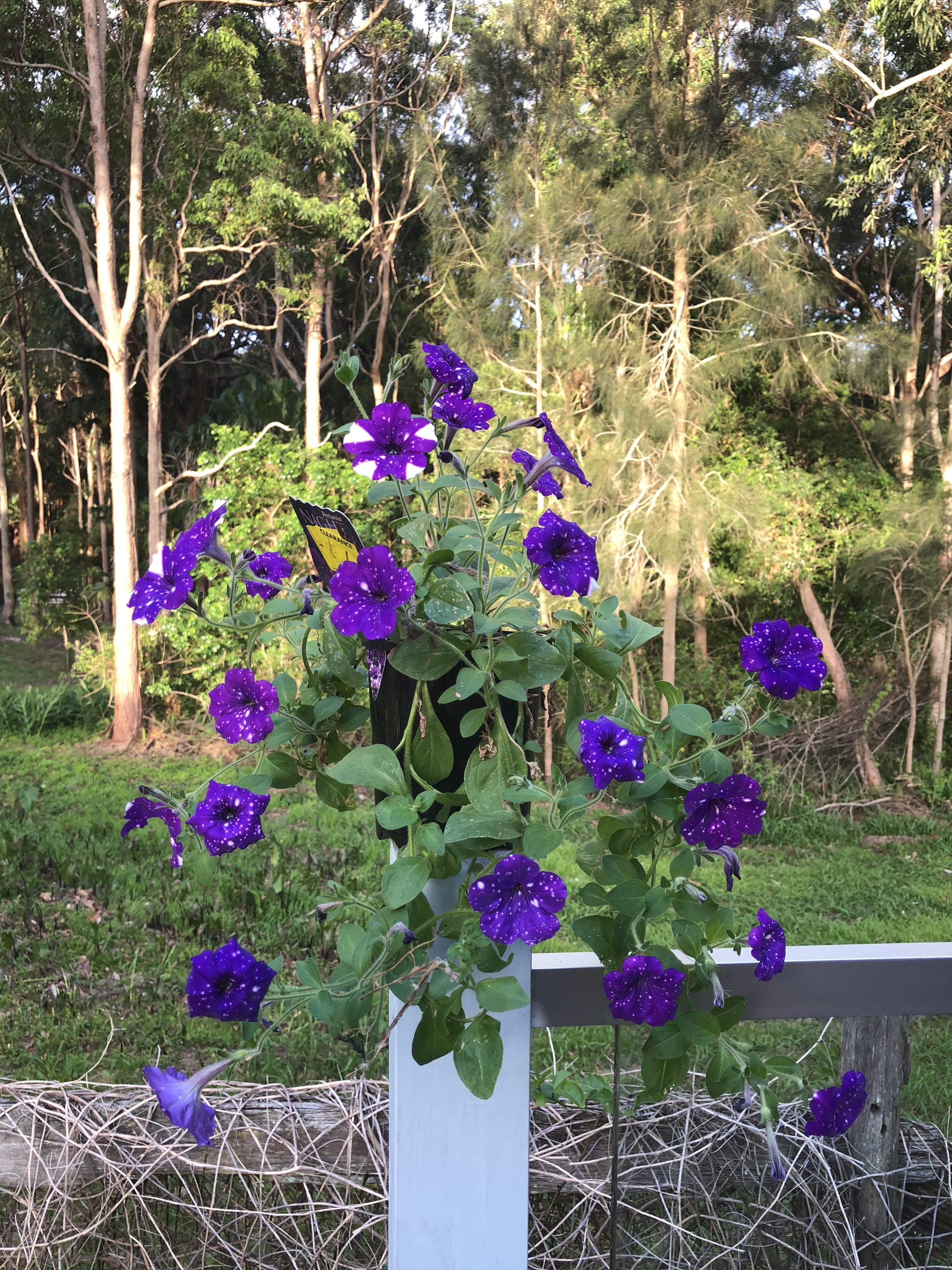 My 1 markdown starry night petunia. A bit of love and she has repayed