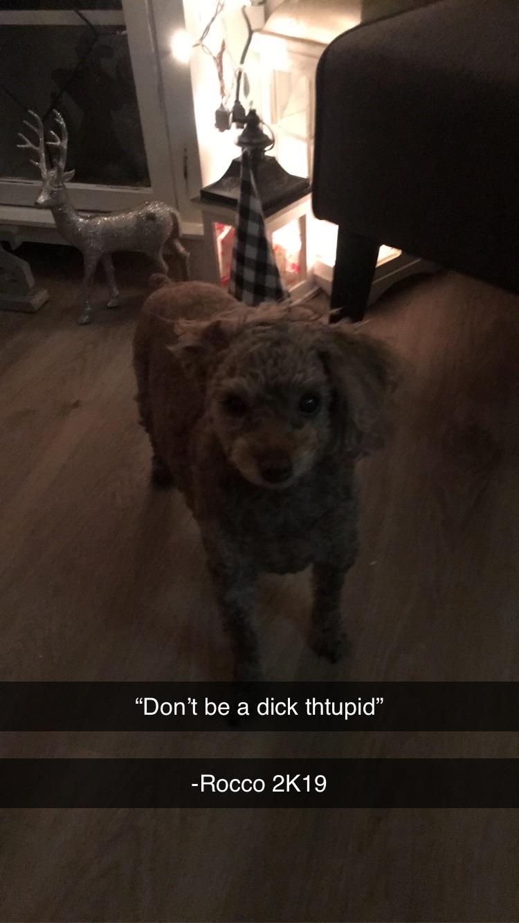 My dog giving me life advice r/doggos