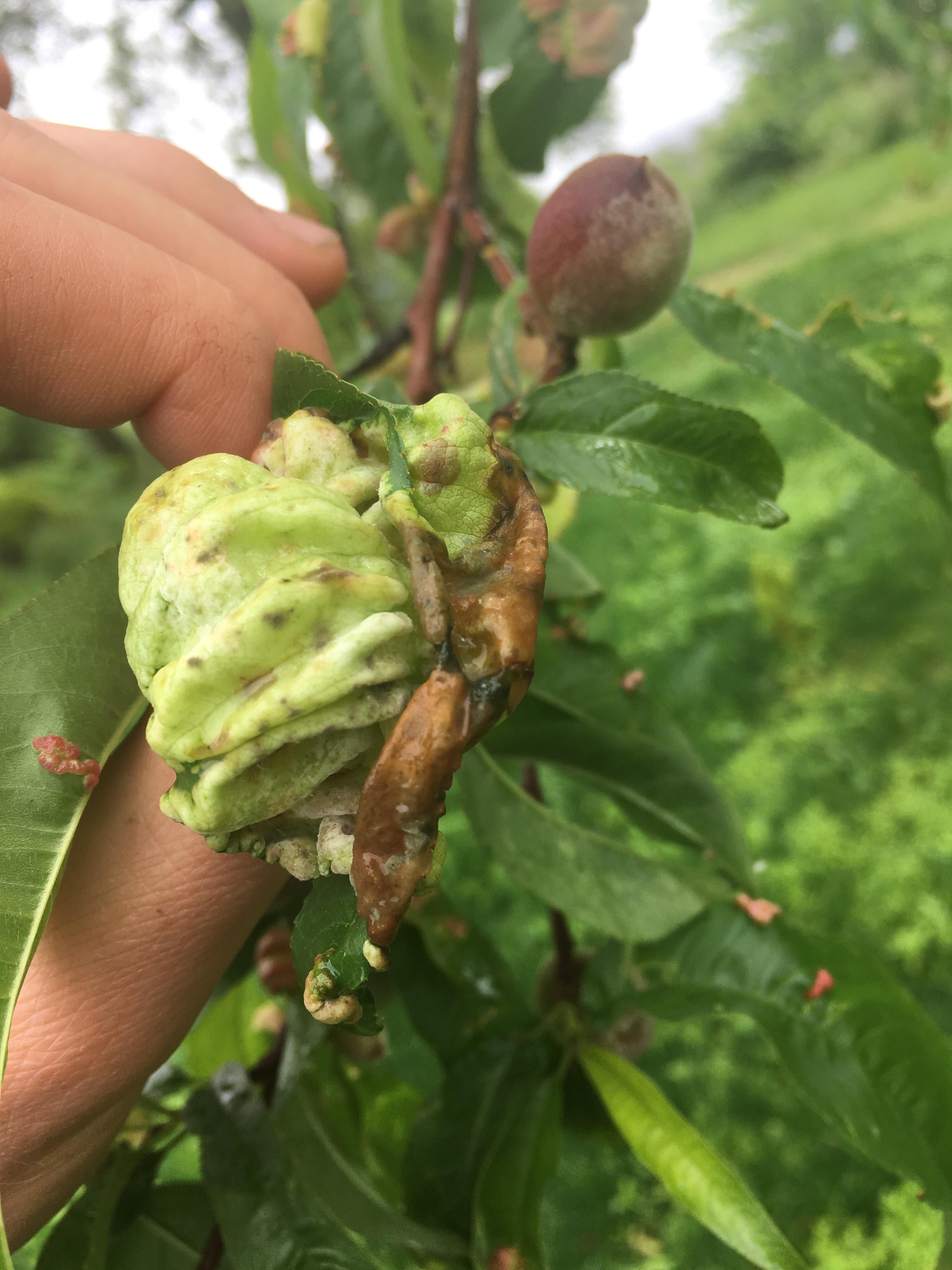 Can anyone tell me what this is on my fruit trees leaves. It should be a plum tree but not