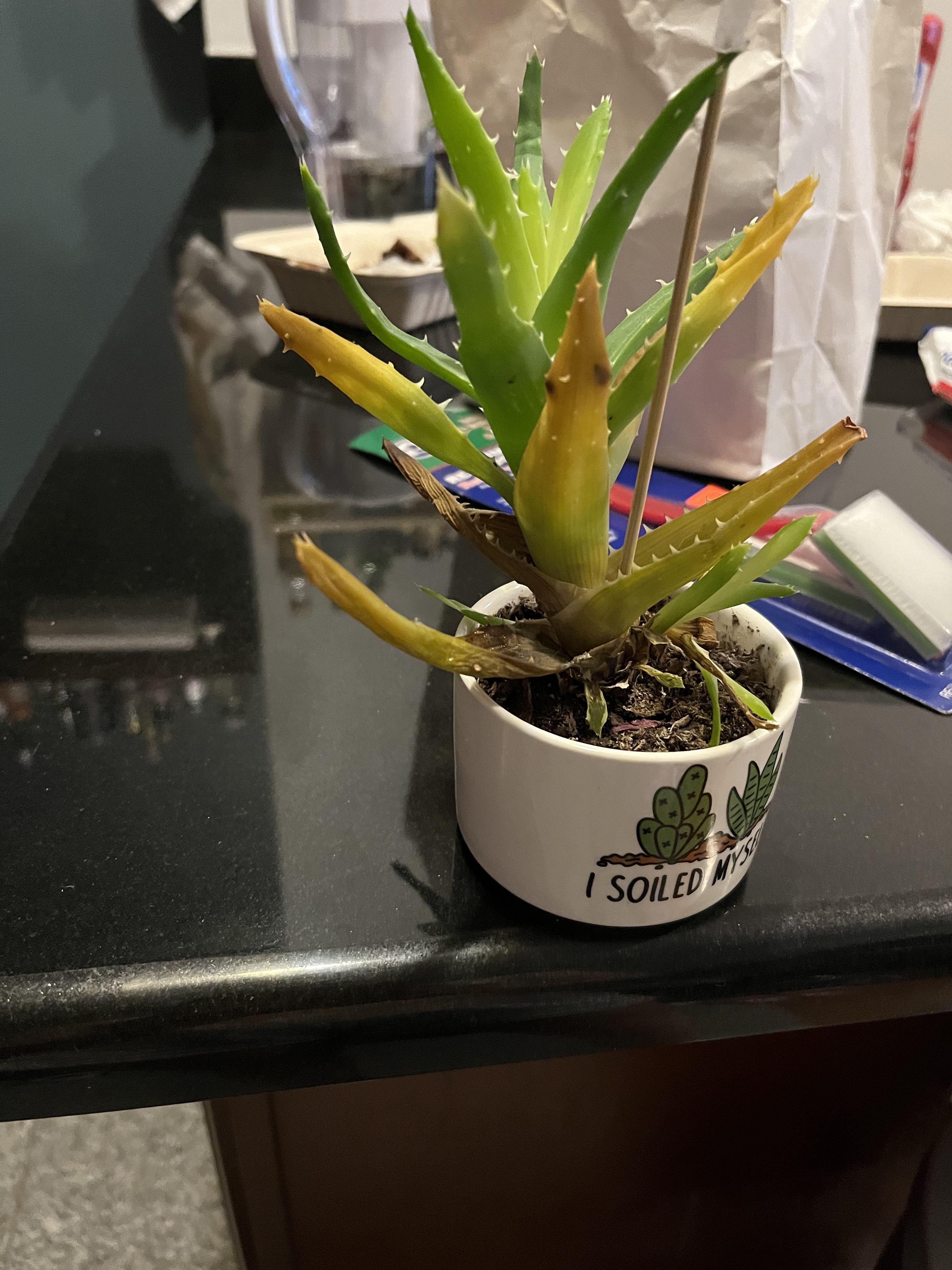help! succulent falling over and leaves turning yellow / does anyone