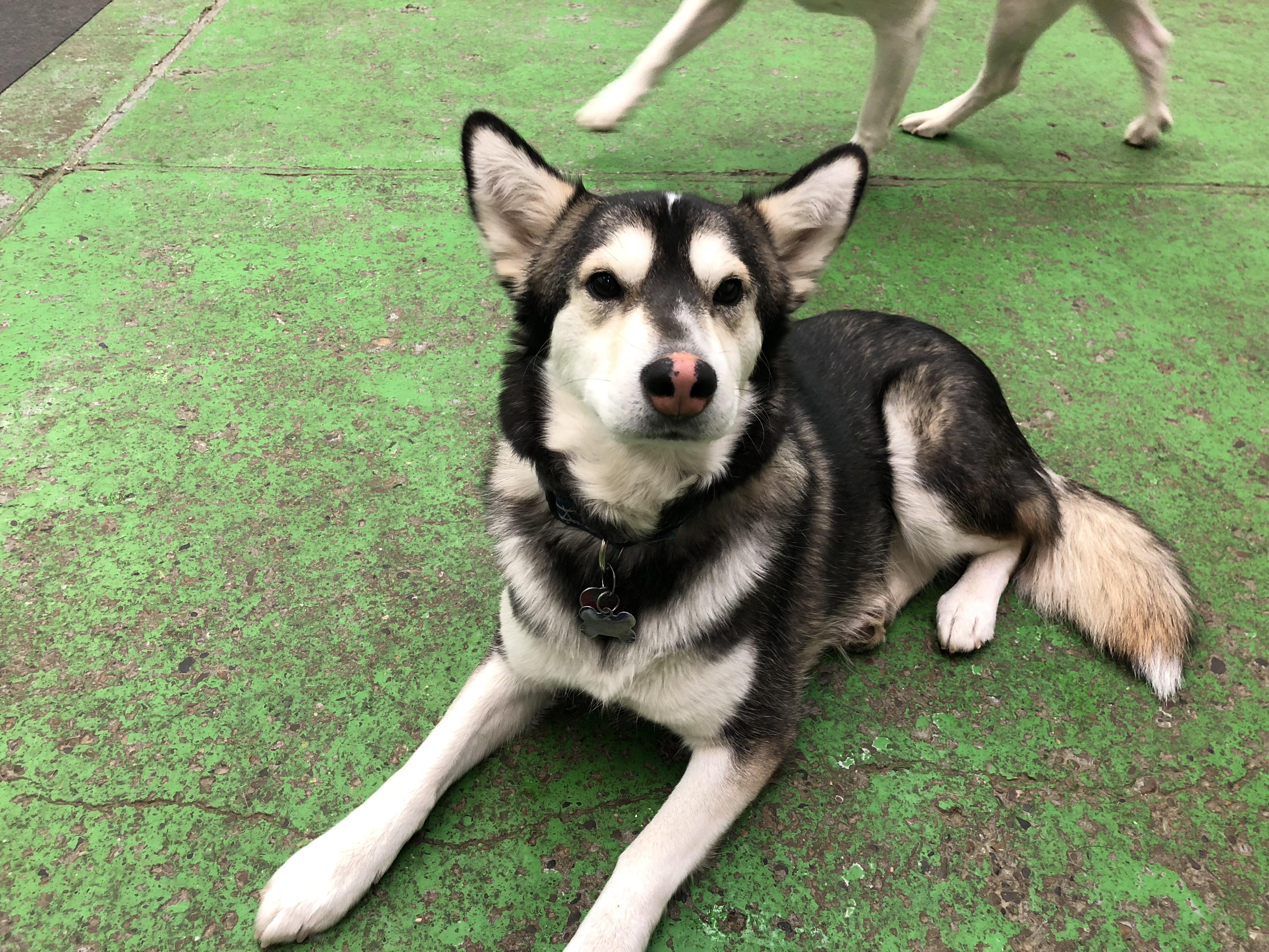 I work at a doggie daycare and this is Hannah she’s a husky shar pei
