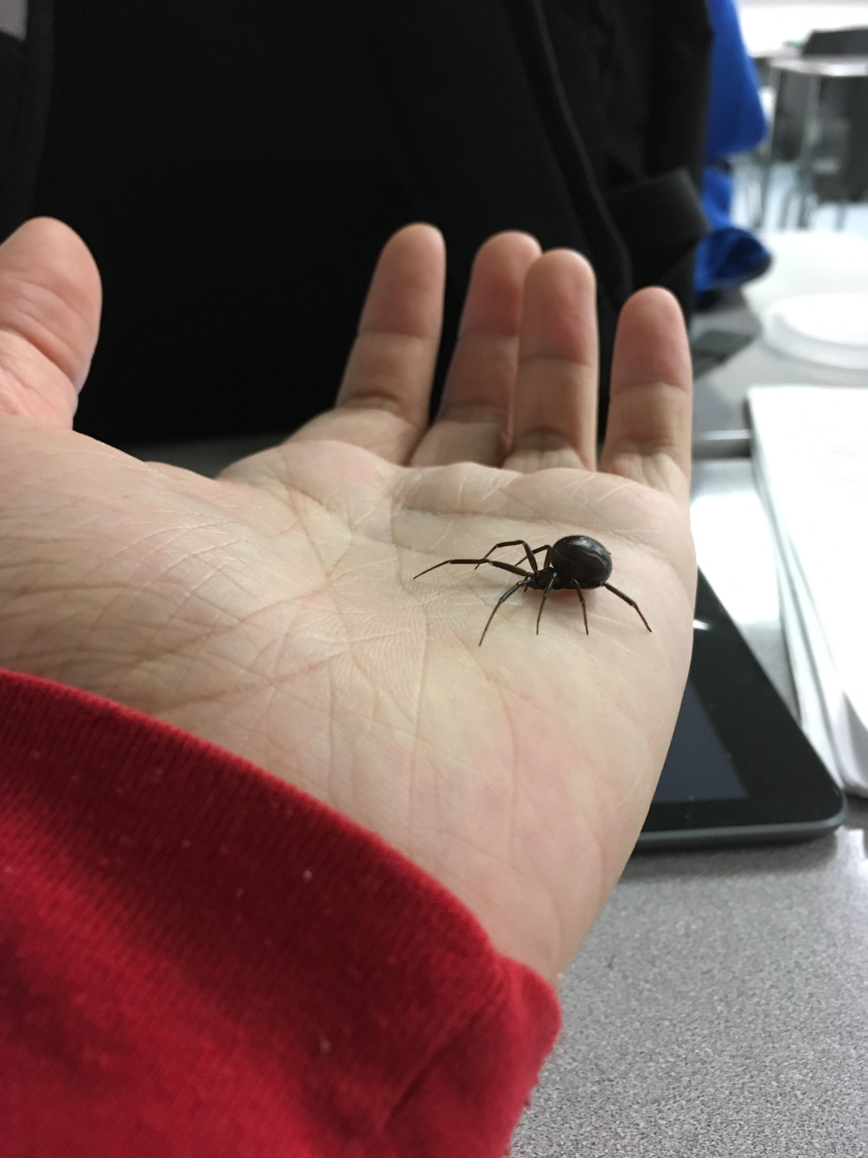 My pet black widow r/spiderbro