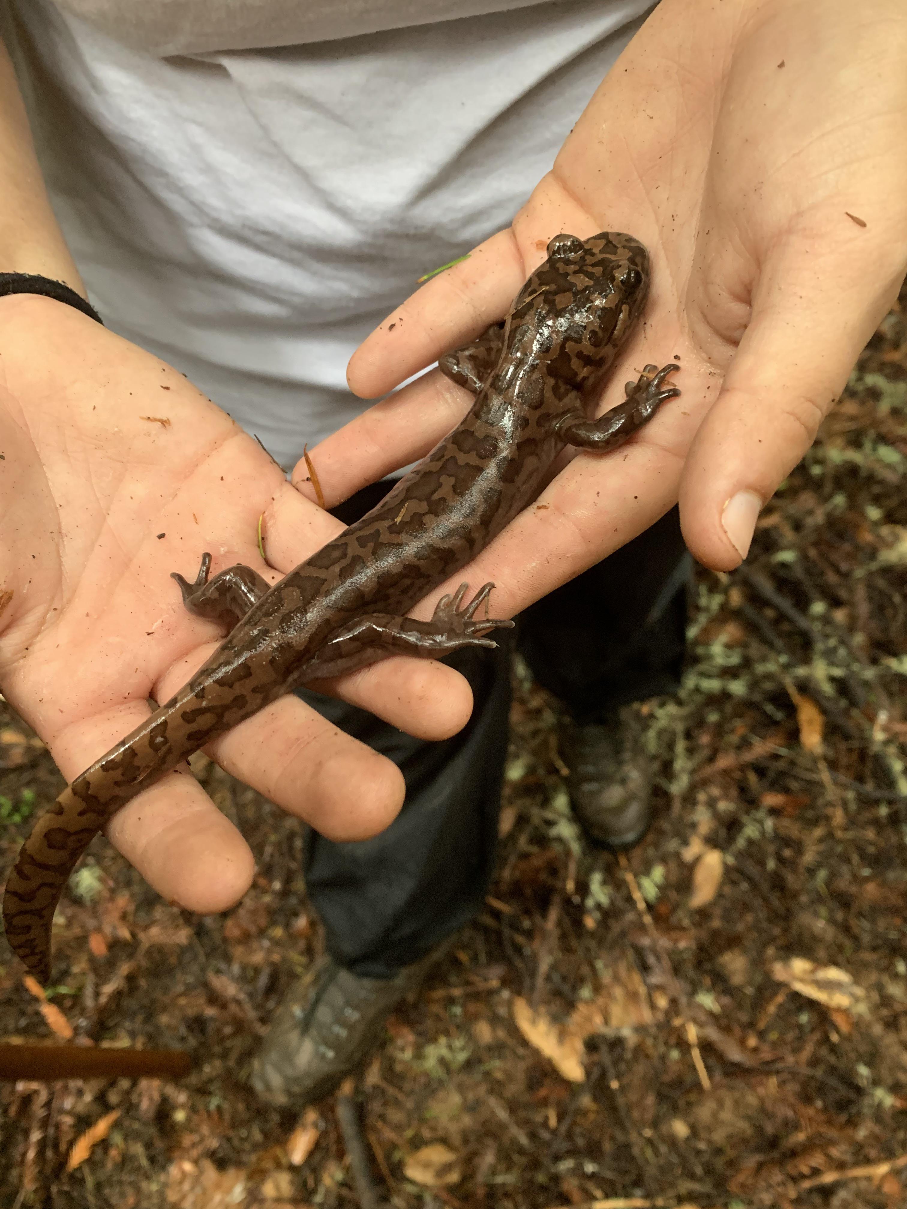 Pacific Giant Salamander