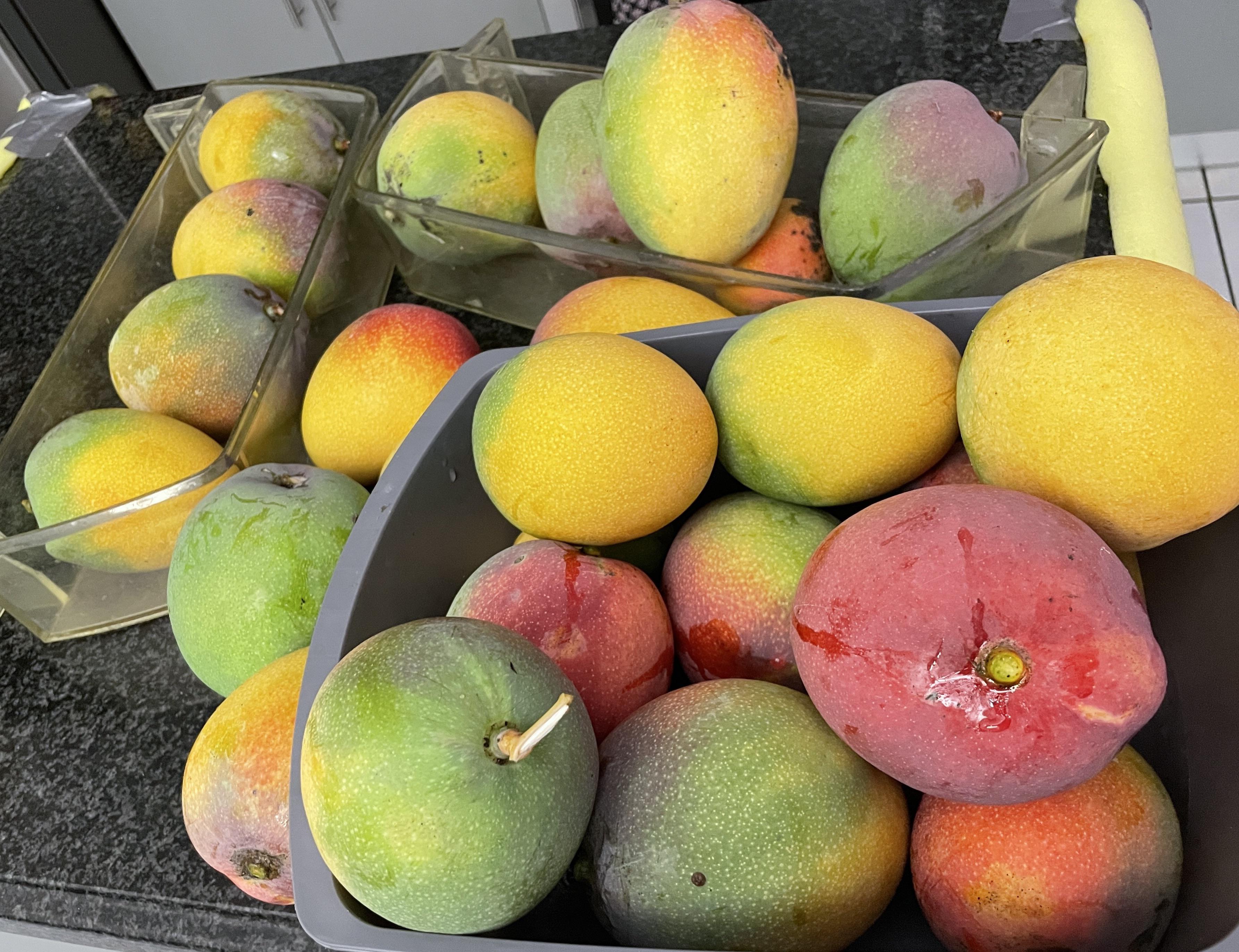 Best part of being in Florida is mangoes ) r/florida