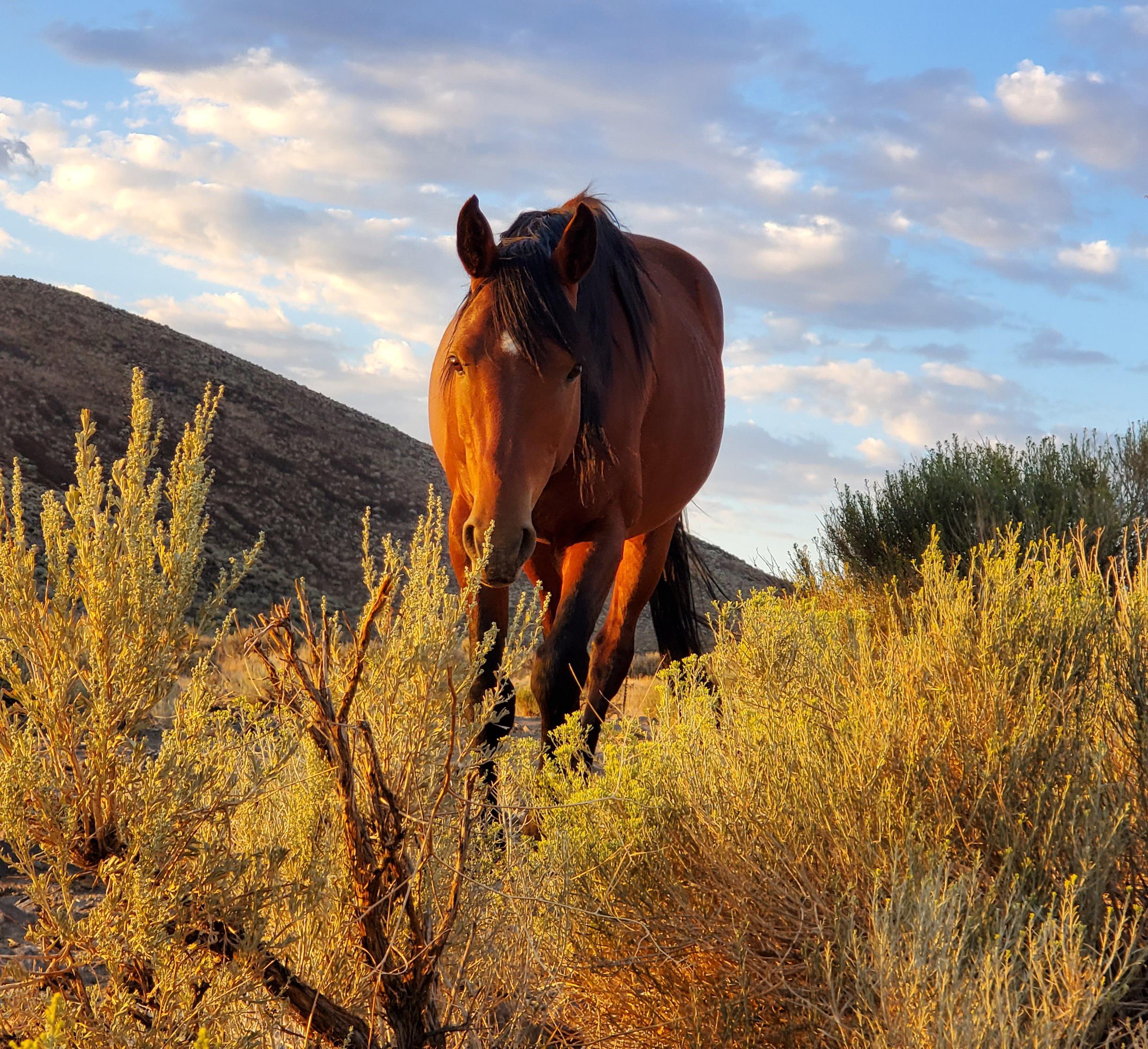 Took this behind rattlesnake mountain tonight r/Reno