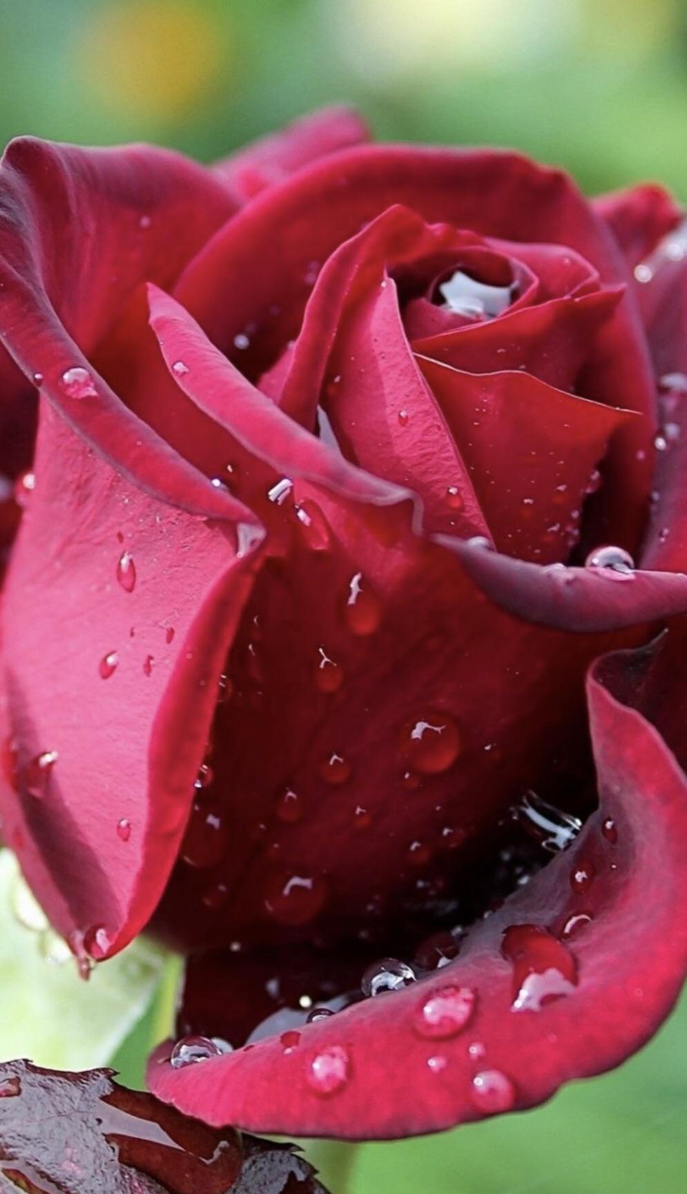 Red rose rain r/dewdrops