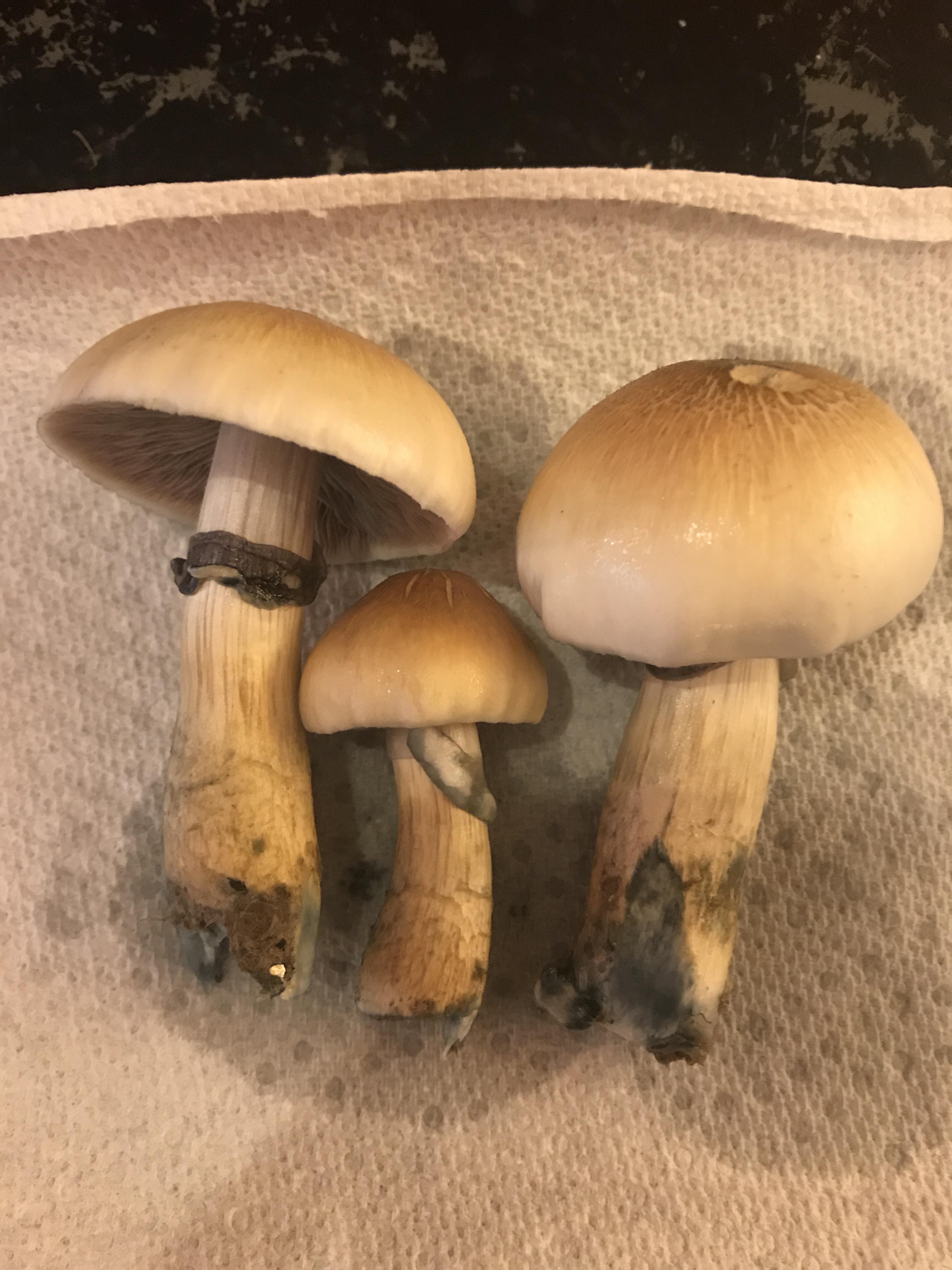 my first harvested shrooms!! tub got trich so i had to bury outside and
