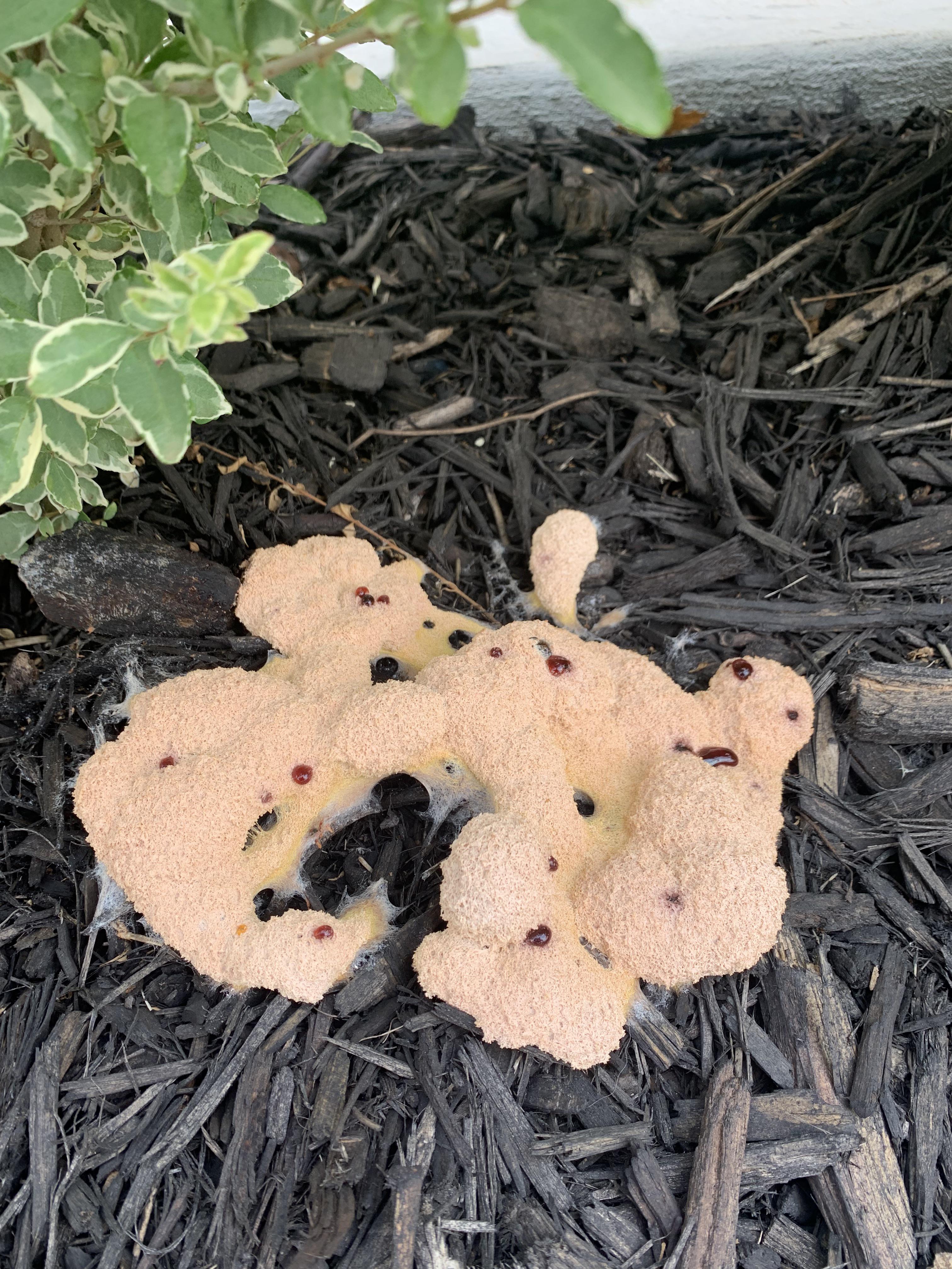 What is this growing in my flower bed and why is it bleeding?!? mycology