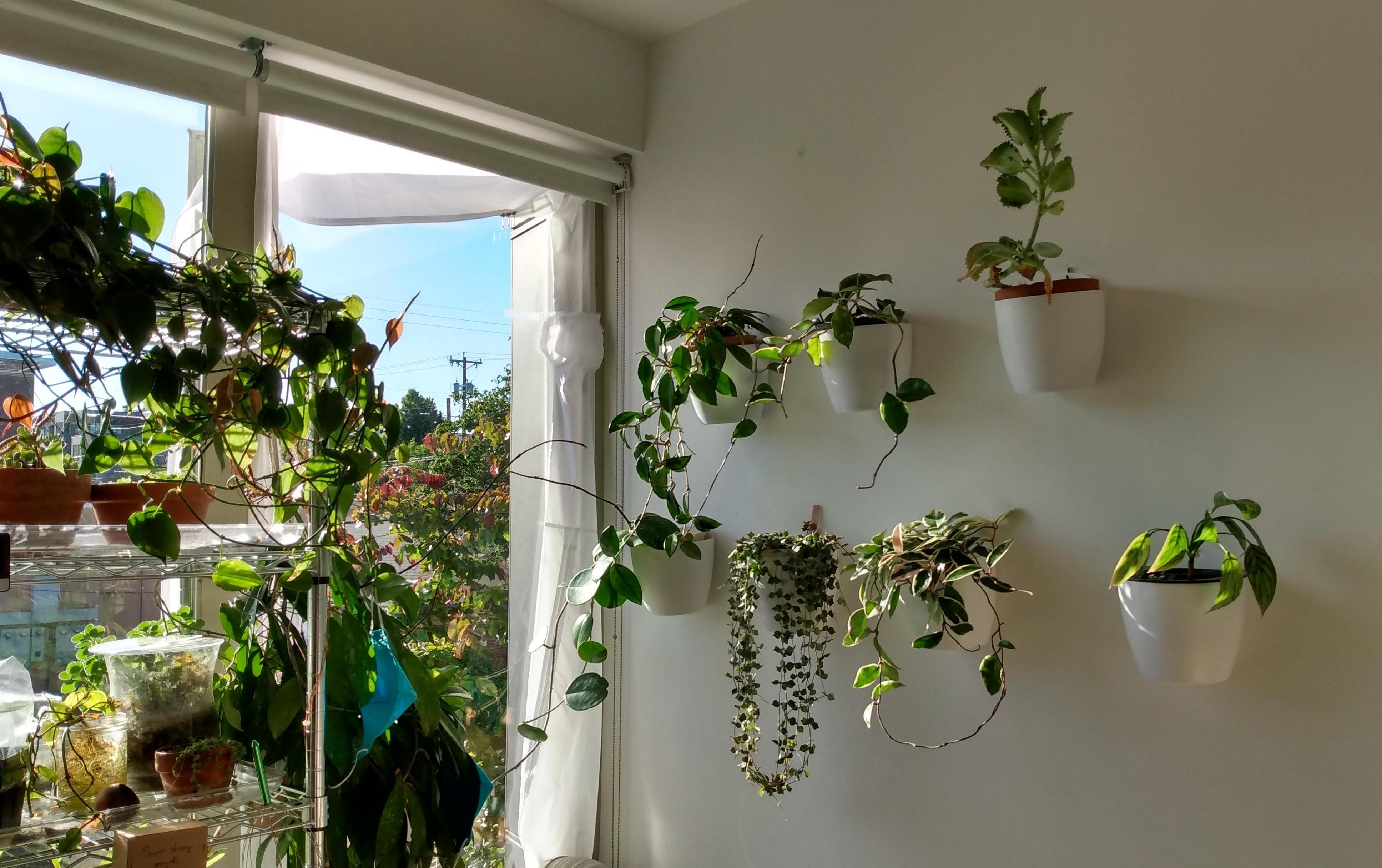 Just found these cheap hanging pots. Now I can actually see all of my