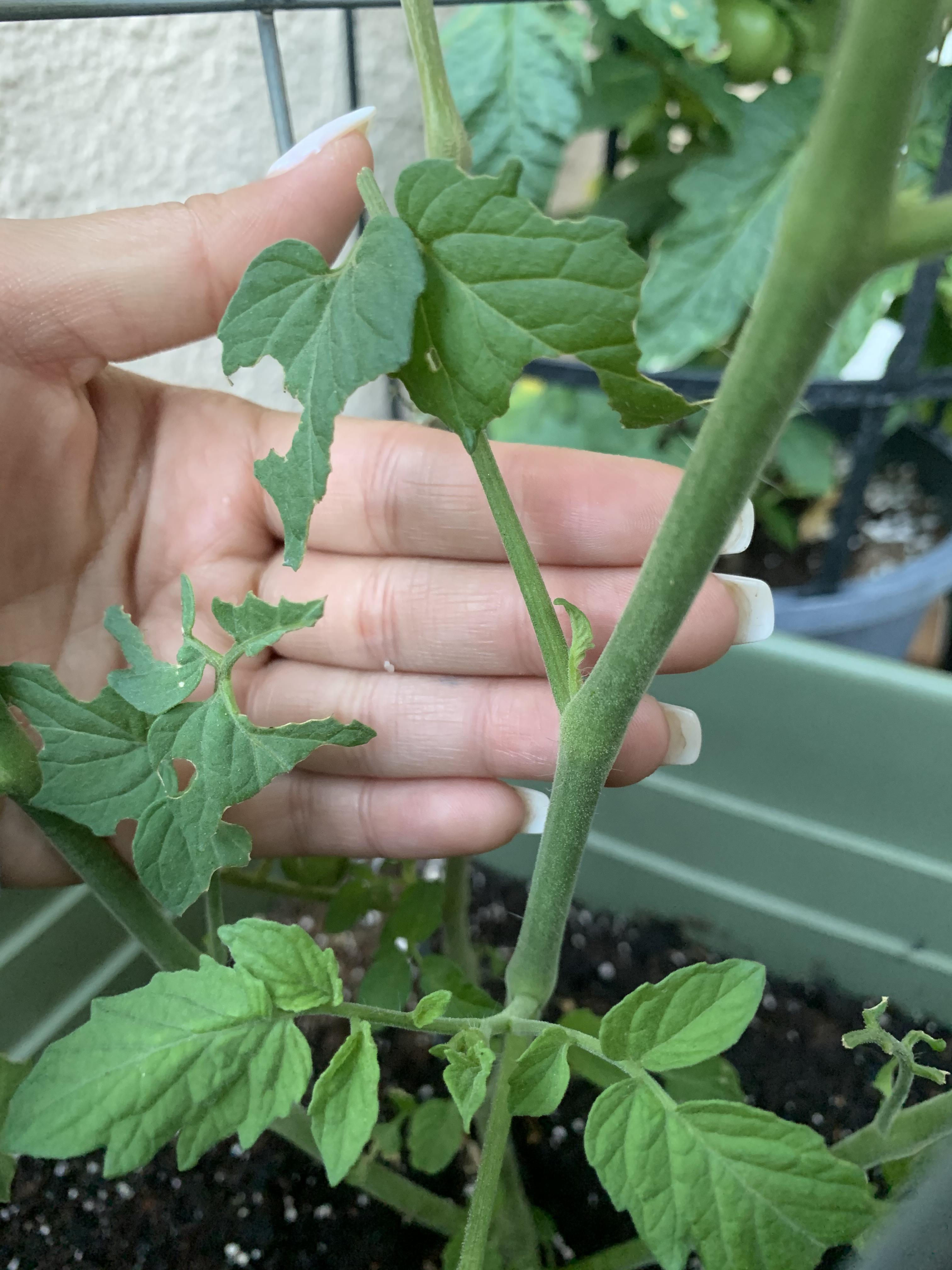 Help!! What’s eating my tomato plant? And what can I do to save it