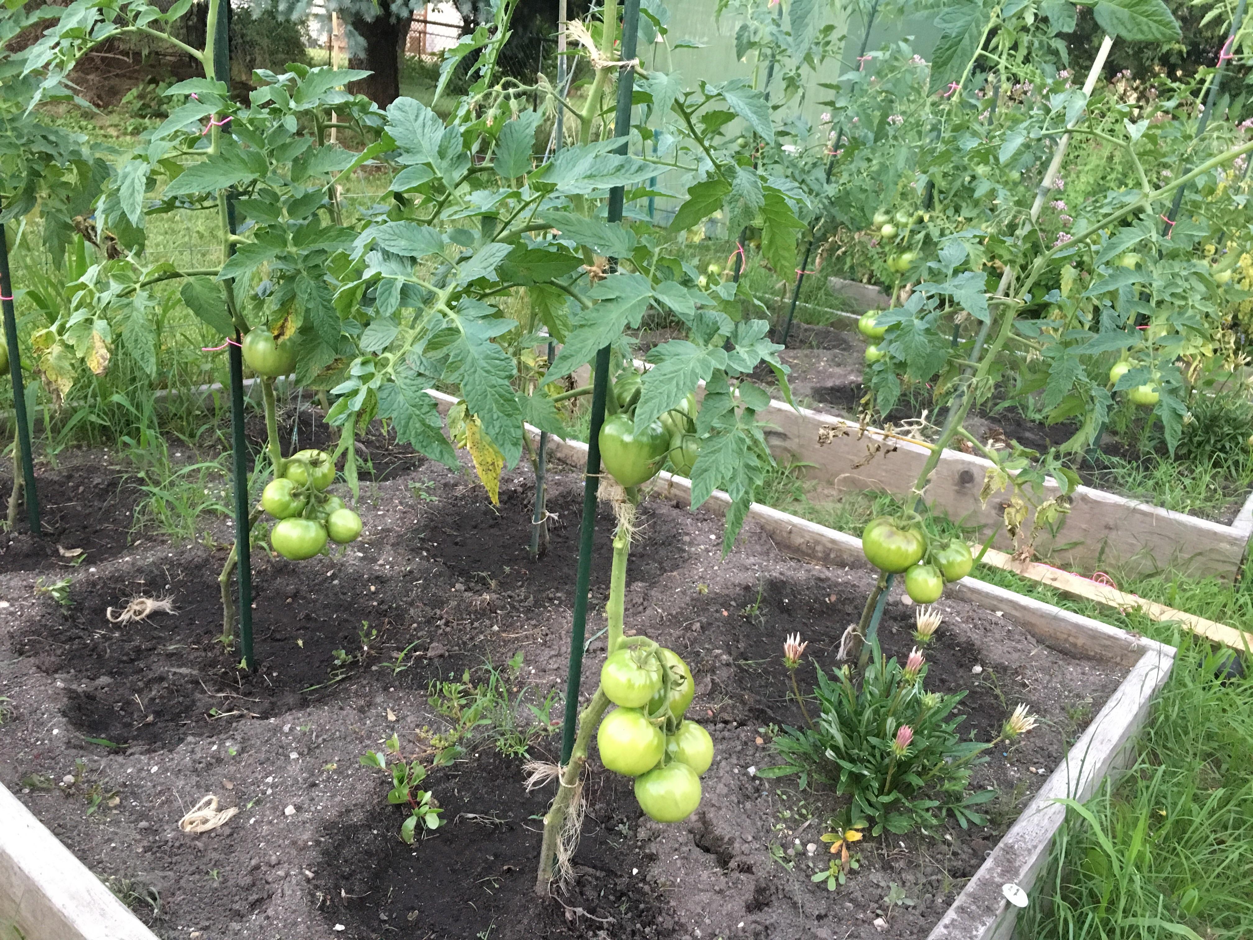 Northern Michigan, tomatoes are loaded! r/gardening