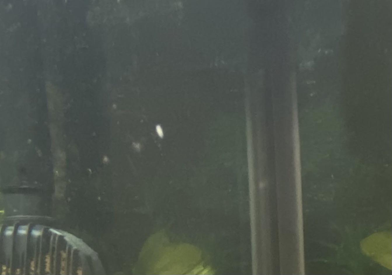 What are these white worms in my aquarium? r/Aquariums