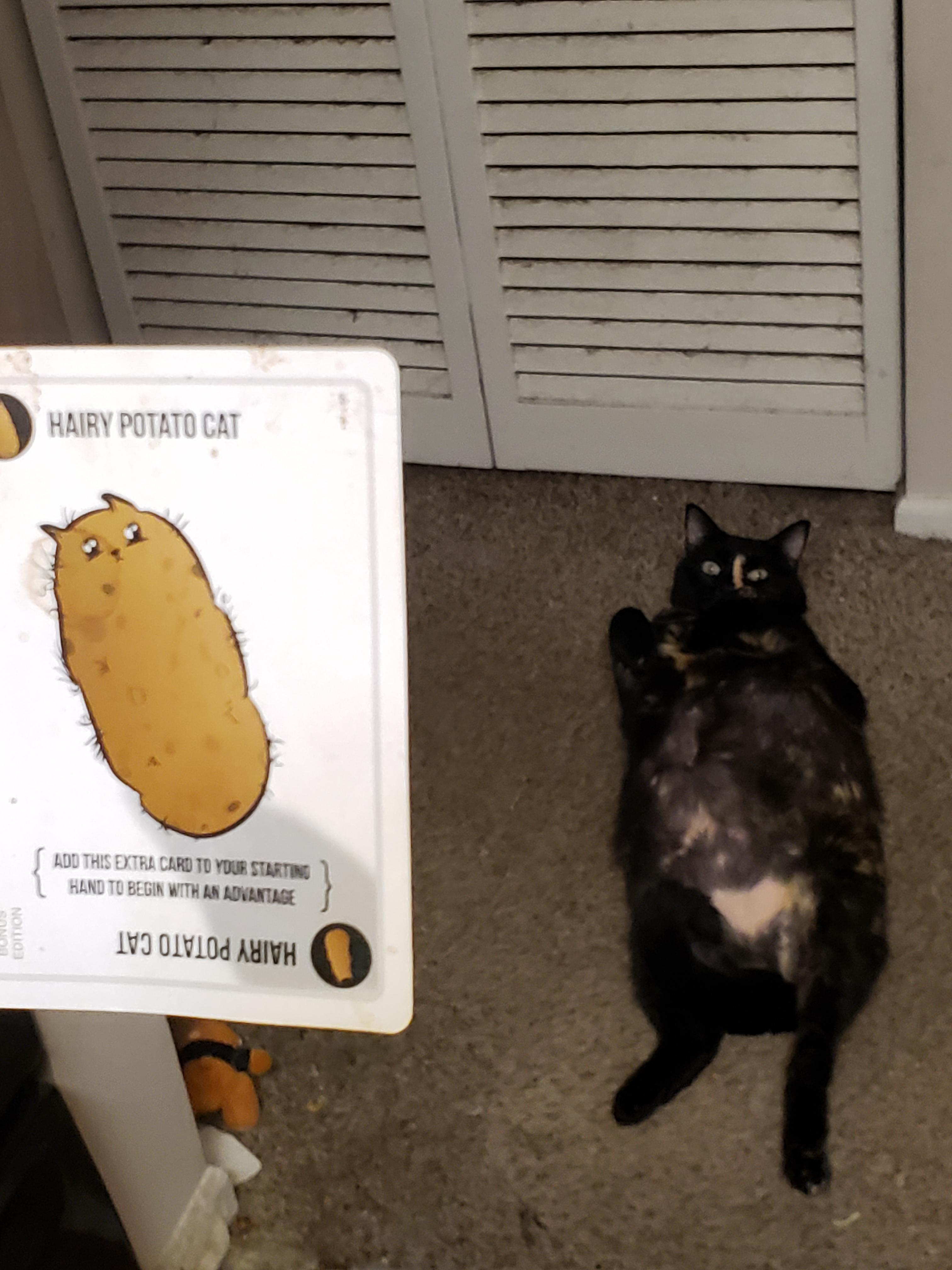 I think I found the inspiration for the 'Hairy Potato Cat' card r