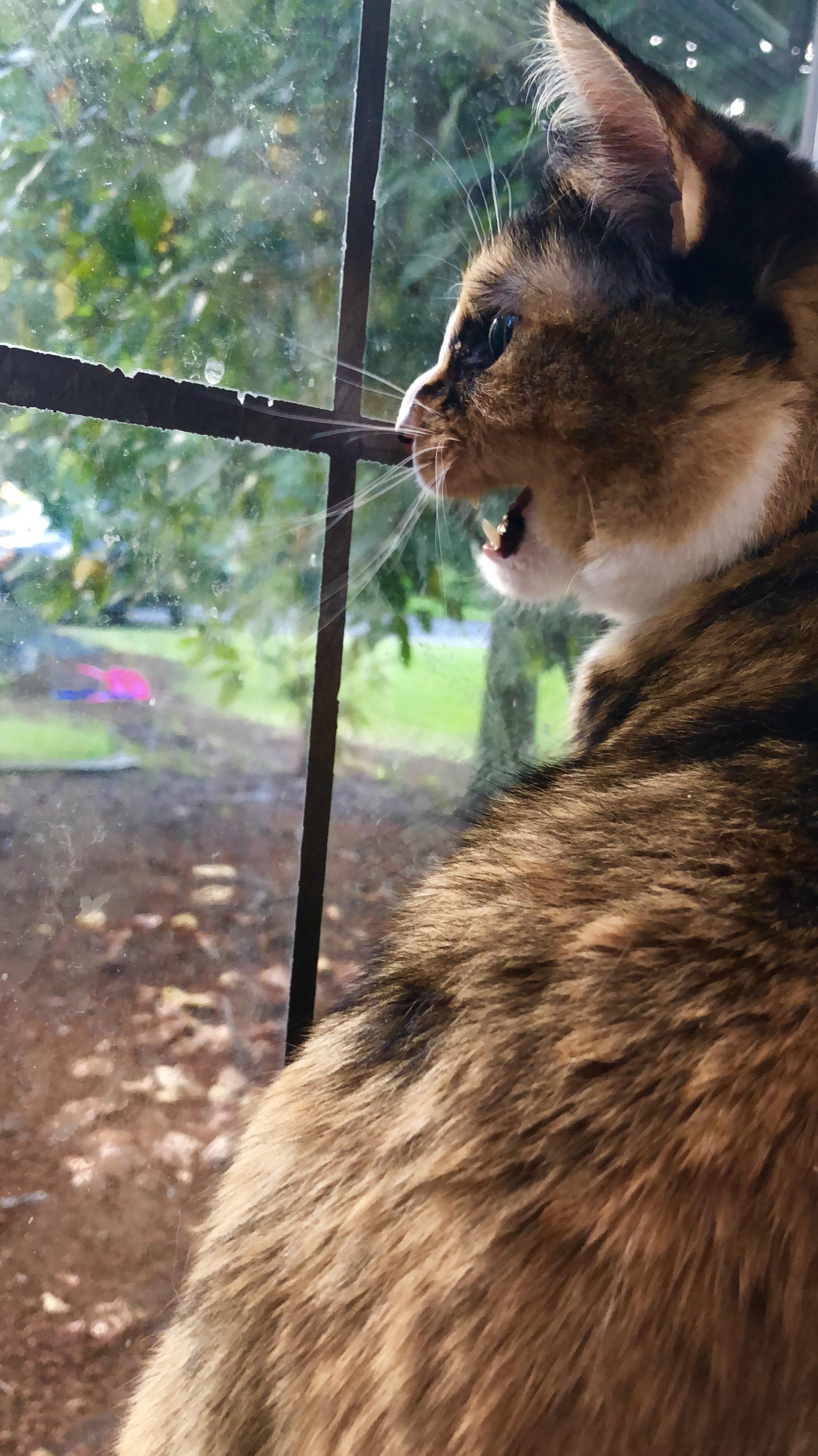 Chili Bean doin a chitter r/cats