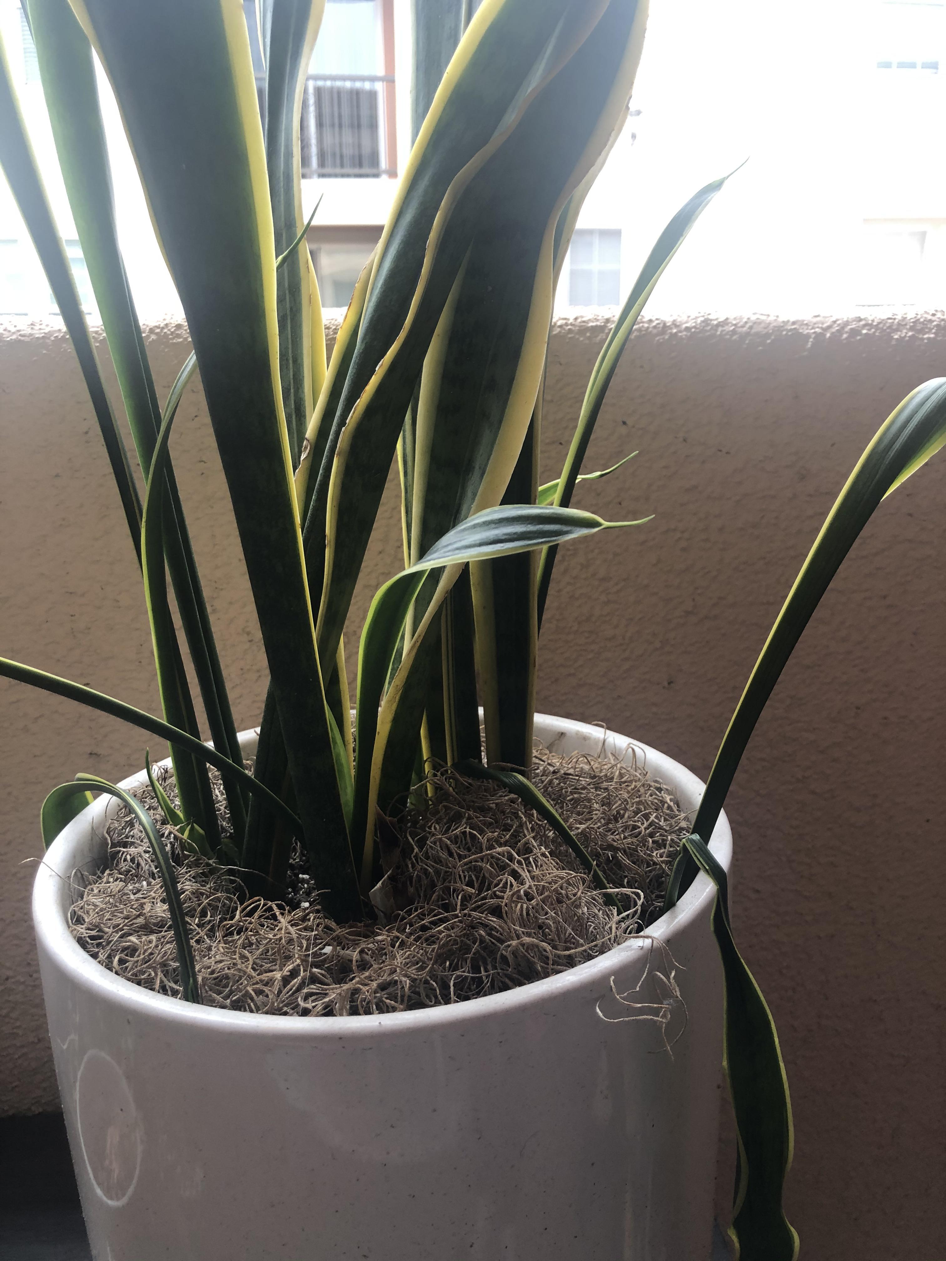 LimpLeafed Snake Plant older leaves are healthy and strong but all