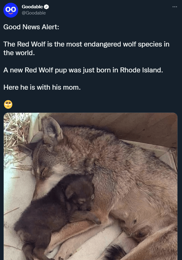 A new red wolf pup (the most endangered wolf in the world) was just