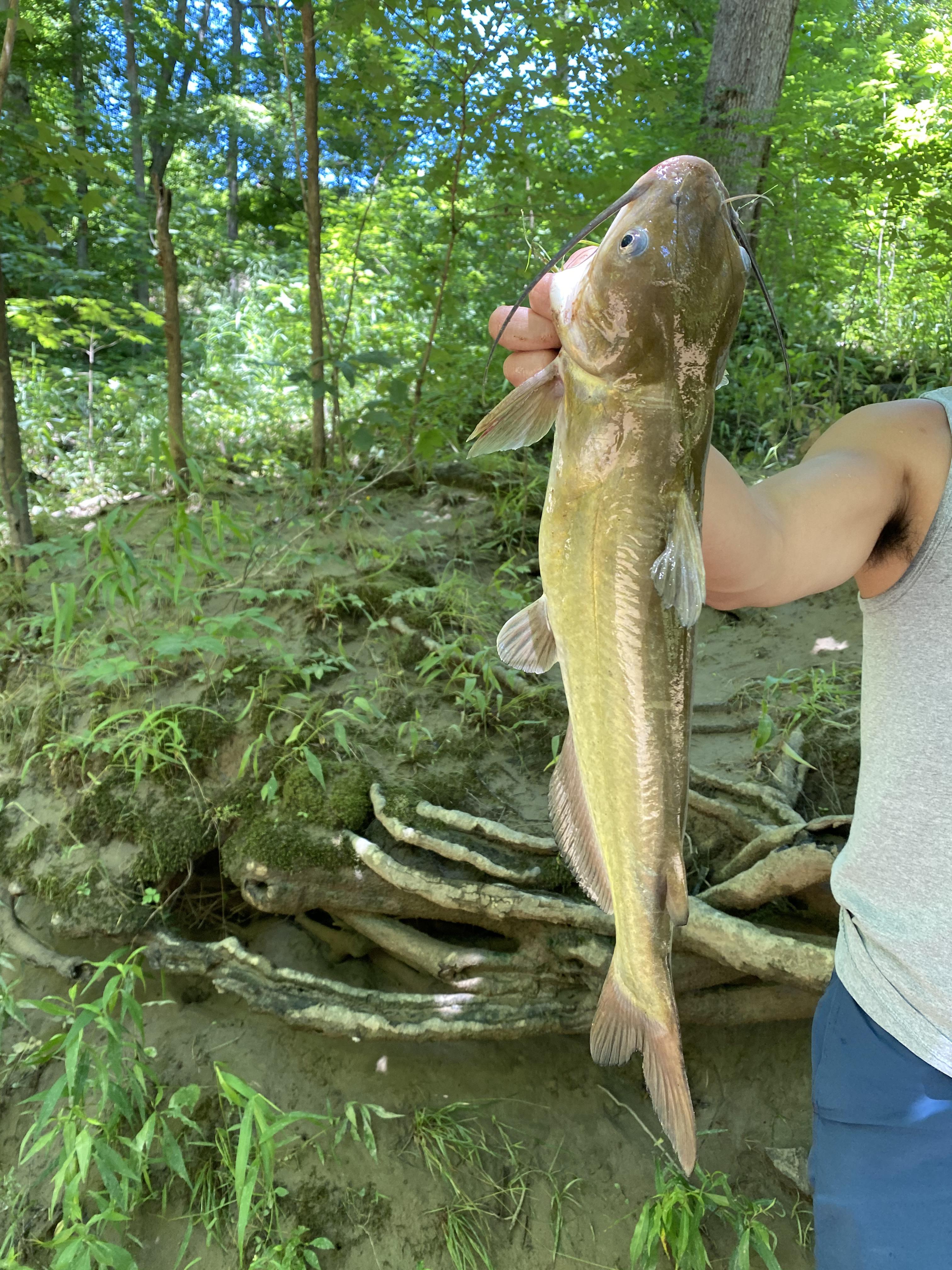 Chanel Catfish caught with ultralight rod and 4lb mono r/Fishing