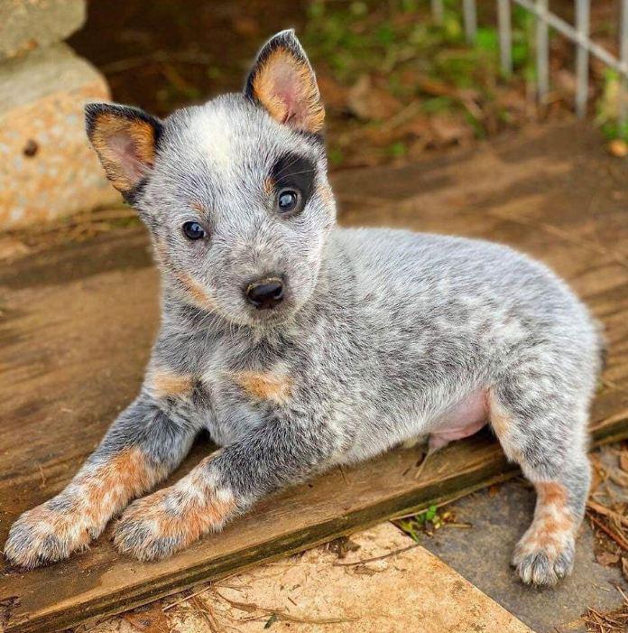 Blue Heeler pup r/aww