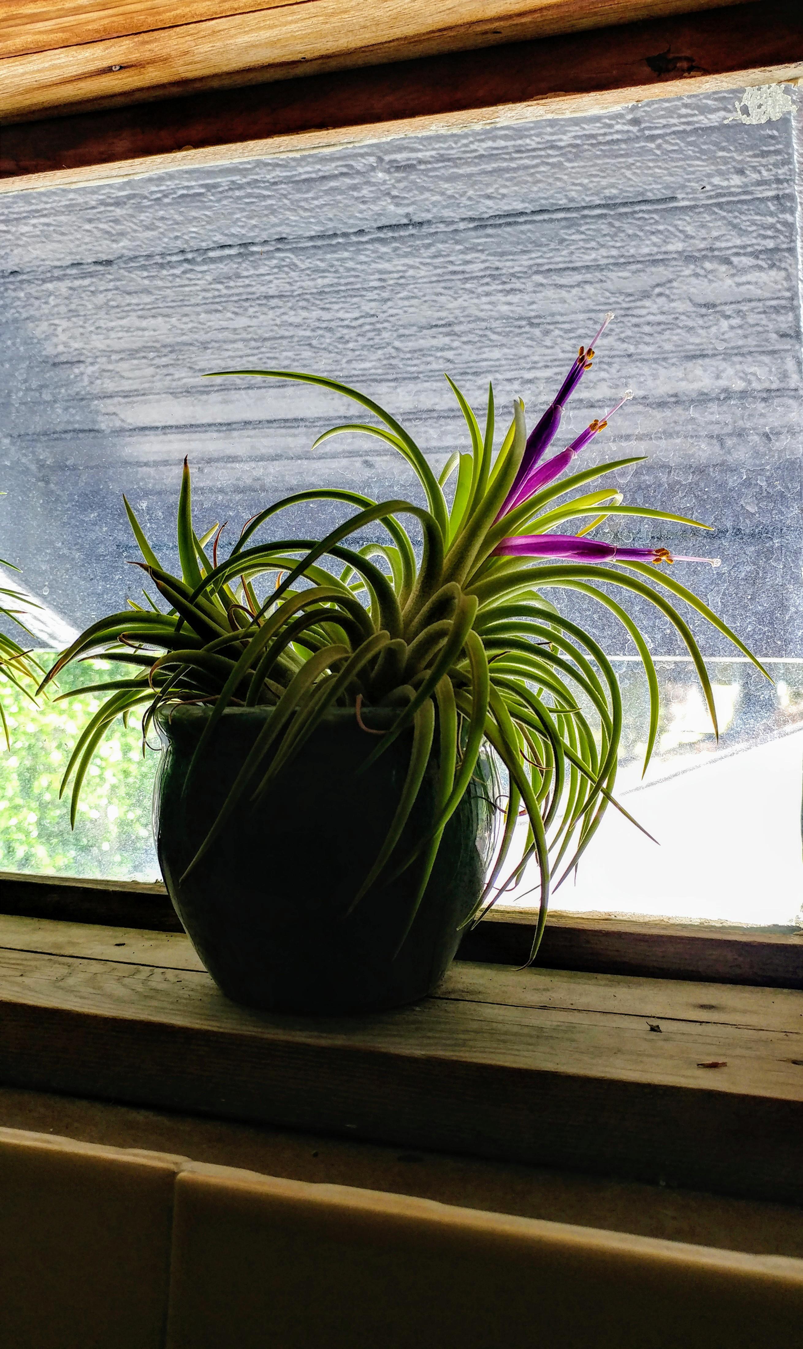 I was taking a shower this evening and looked up to see this Air plant