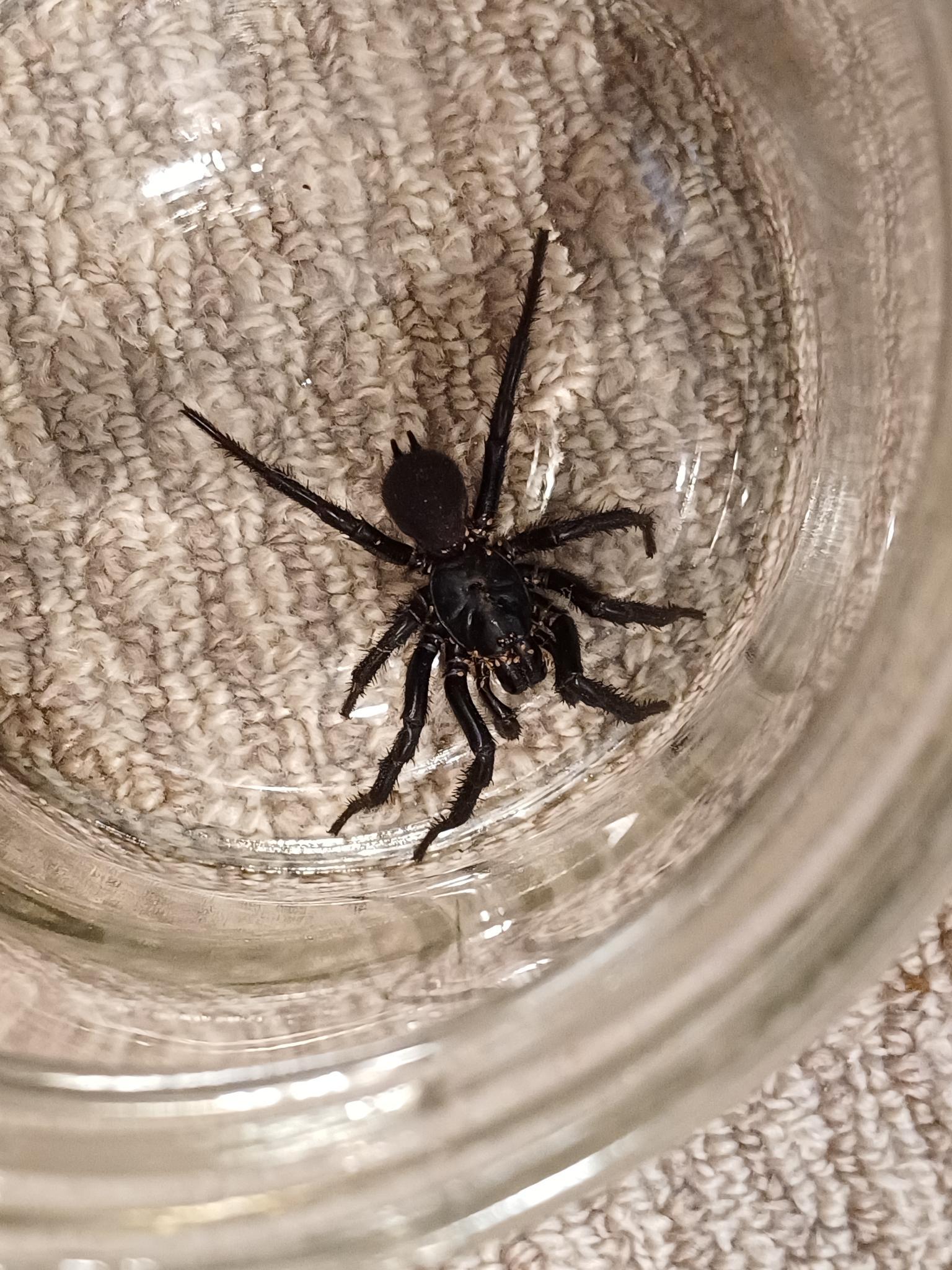 Spider ID please. Sydney, Australia. Ambushed me in the bathroom. It's