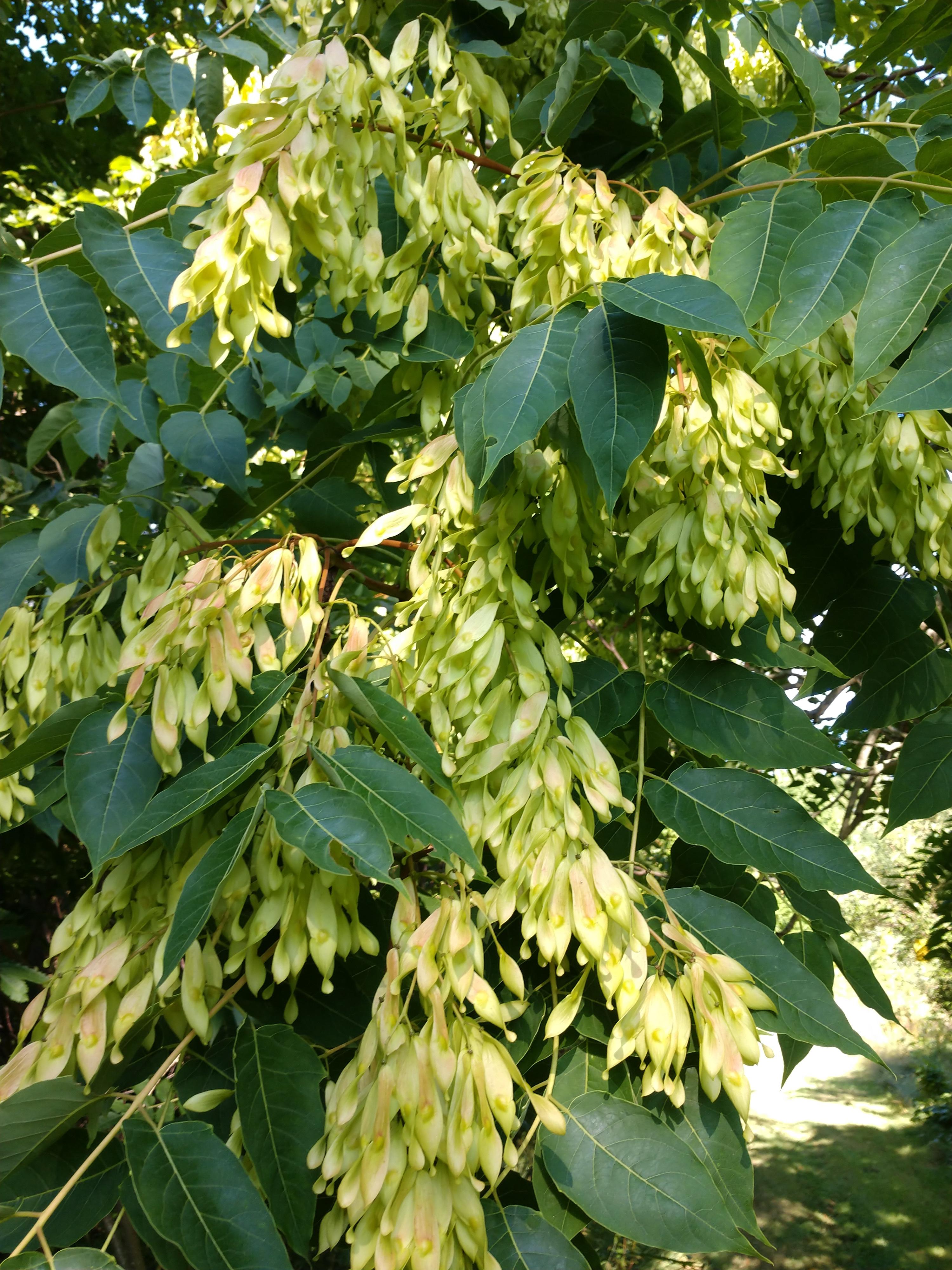 Tree of Heaven in Michigan. Beautiful yet invasive. r/gardening