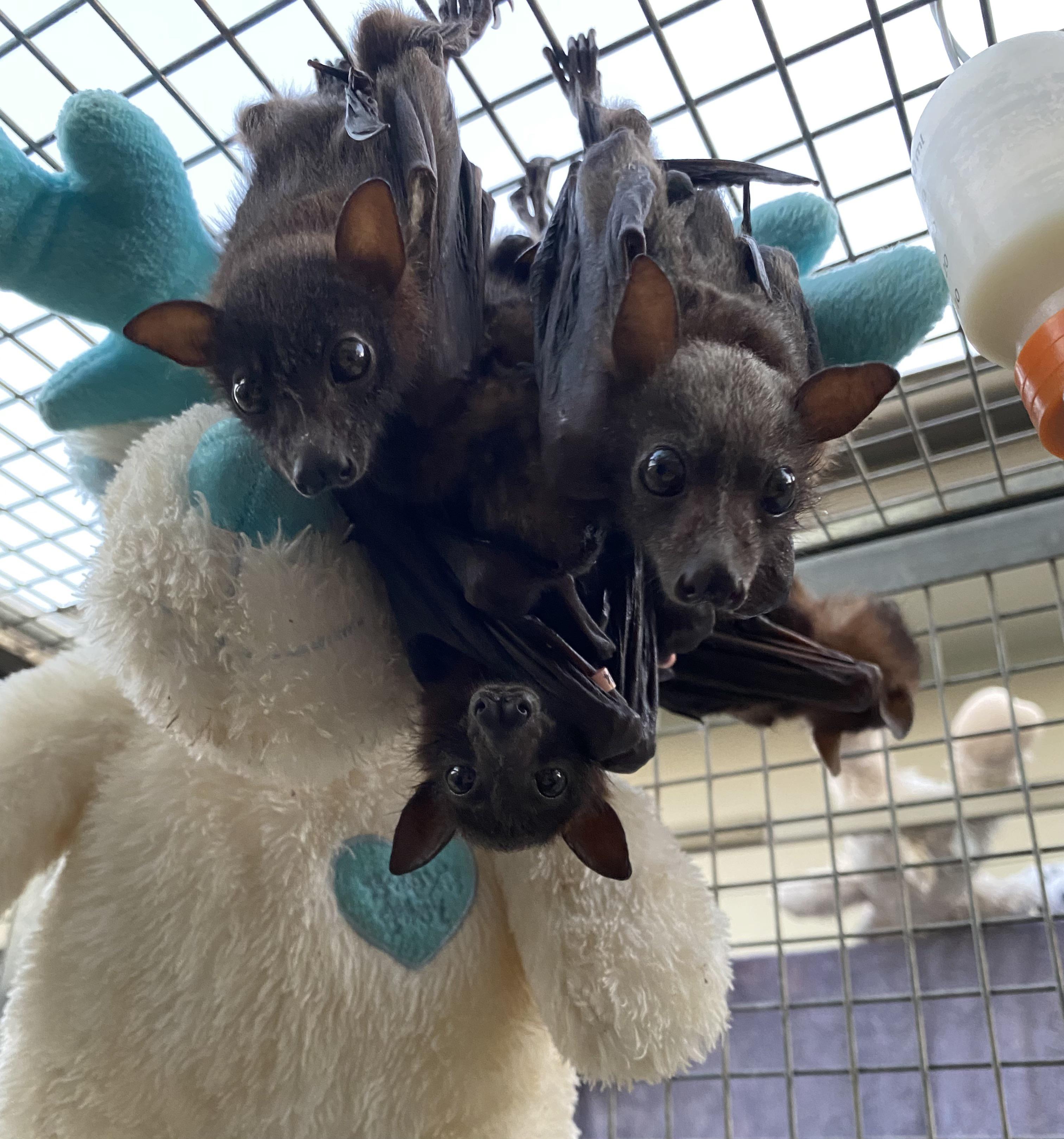 Bats or bunch of grapes? r/batty