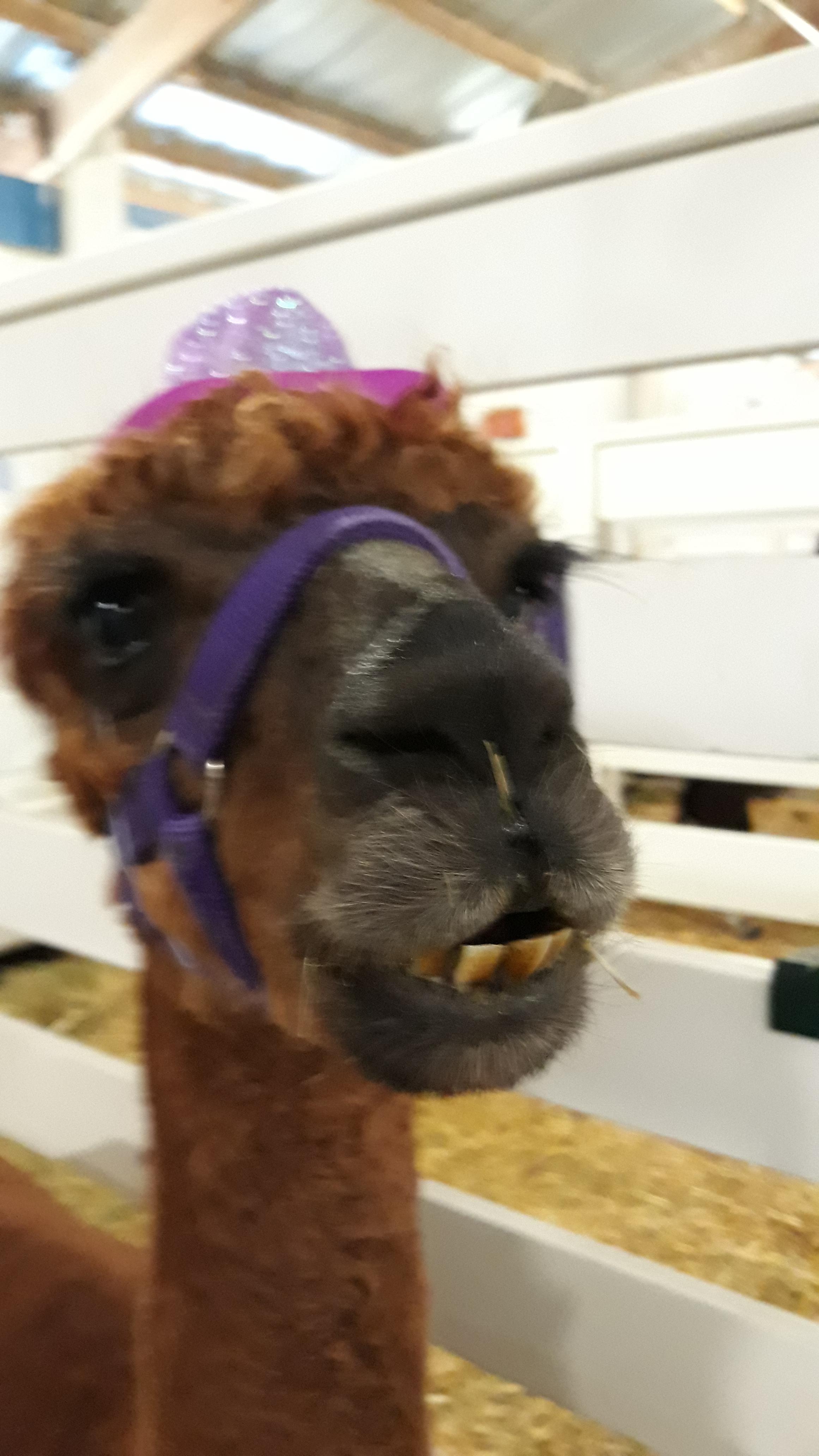 Meet rusty reddit, he is an alpaca r/Eyebleach