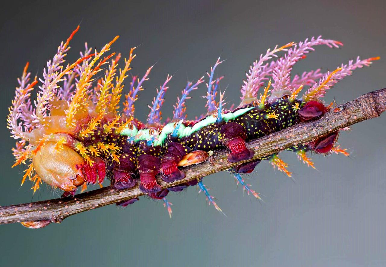 🔥 The Saturniidae Caterpillar, the dream giver cometh. r
