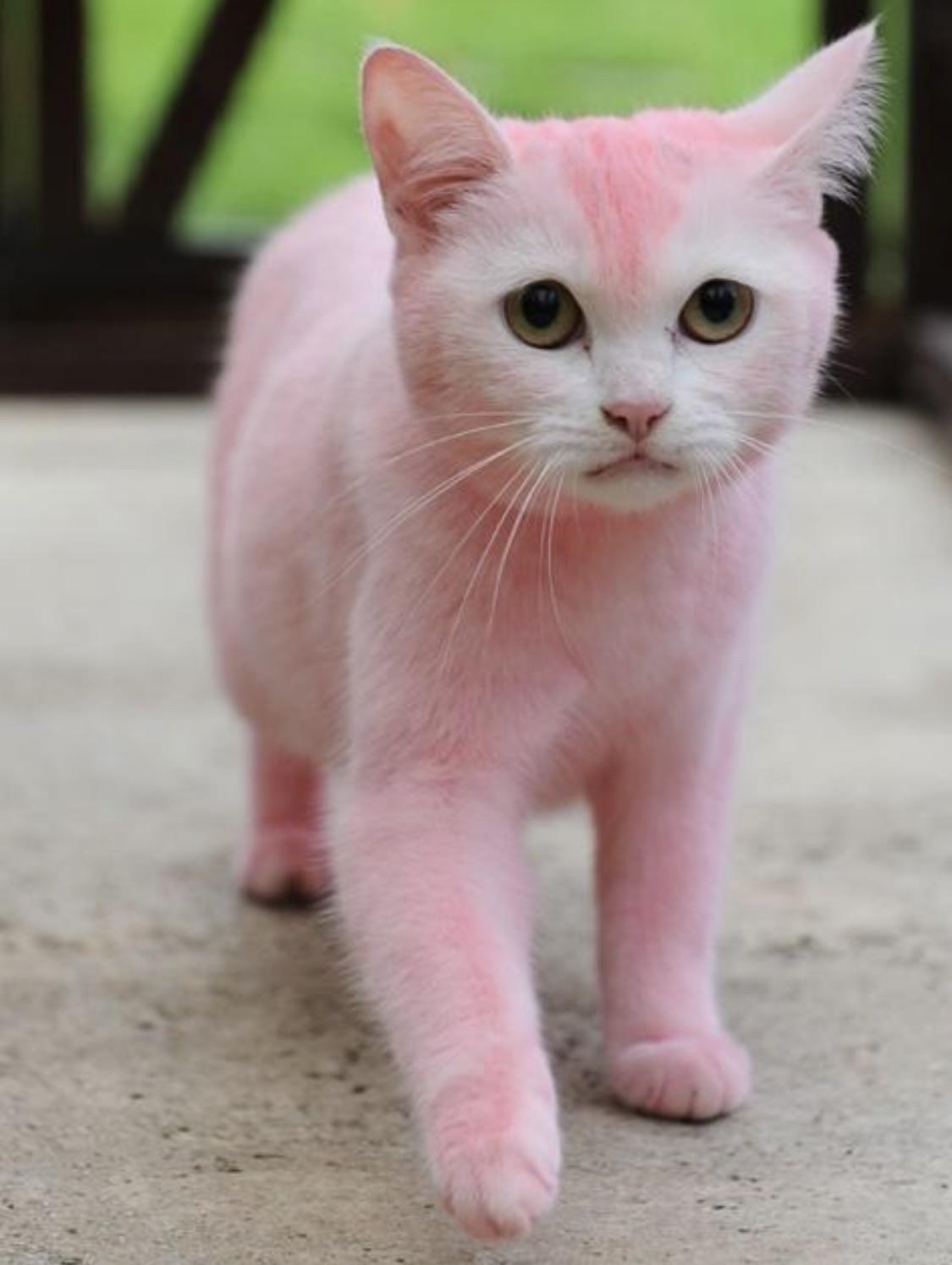 cAt FucKinG dYed r/PeopleFuckingDying