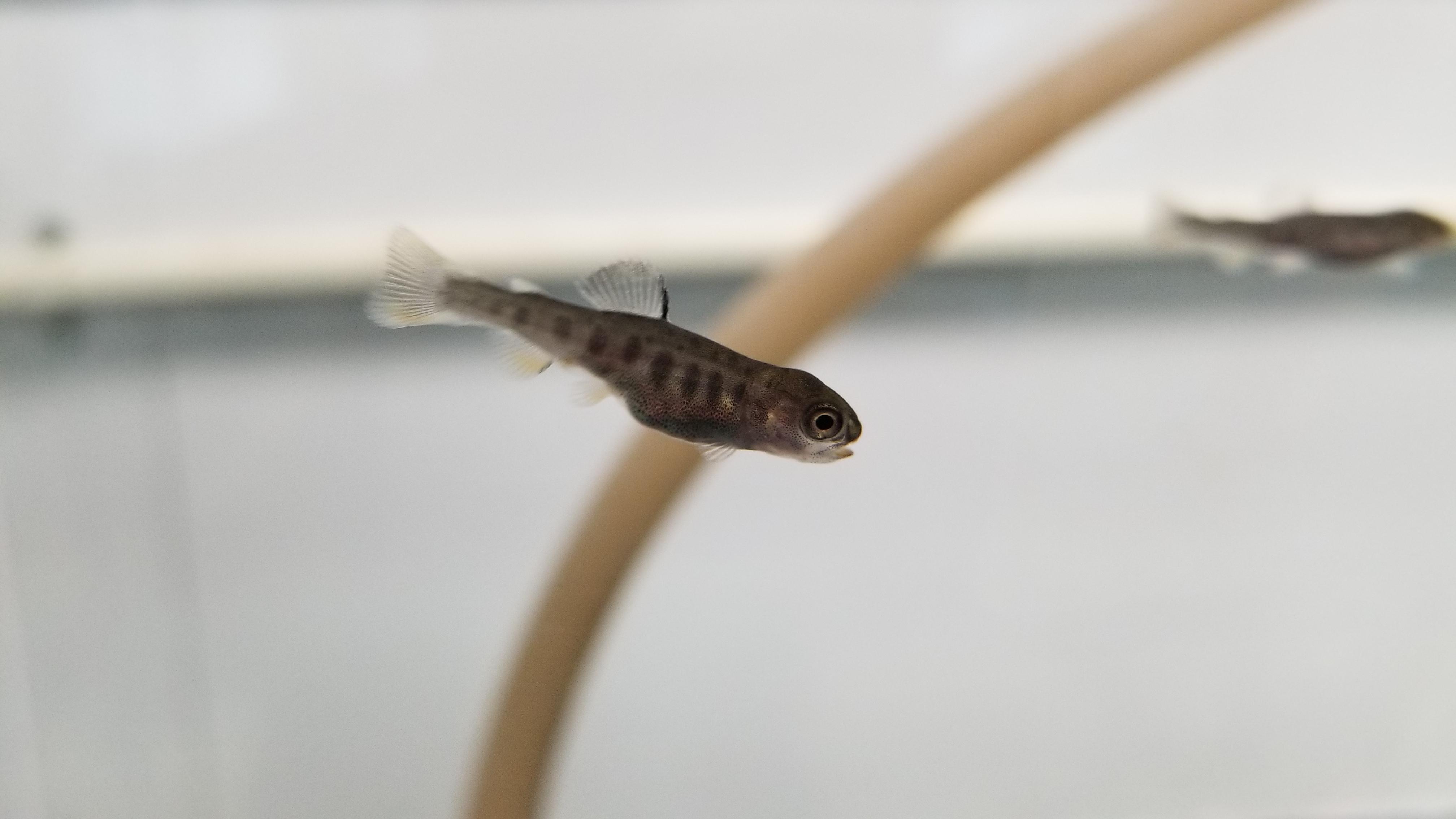 Brook Trout Fry r/Aquariums