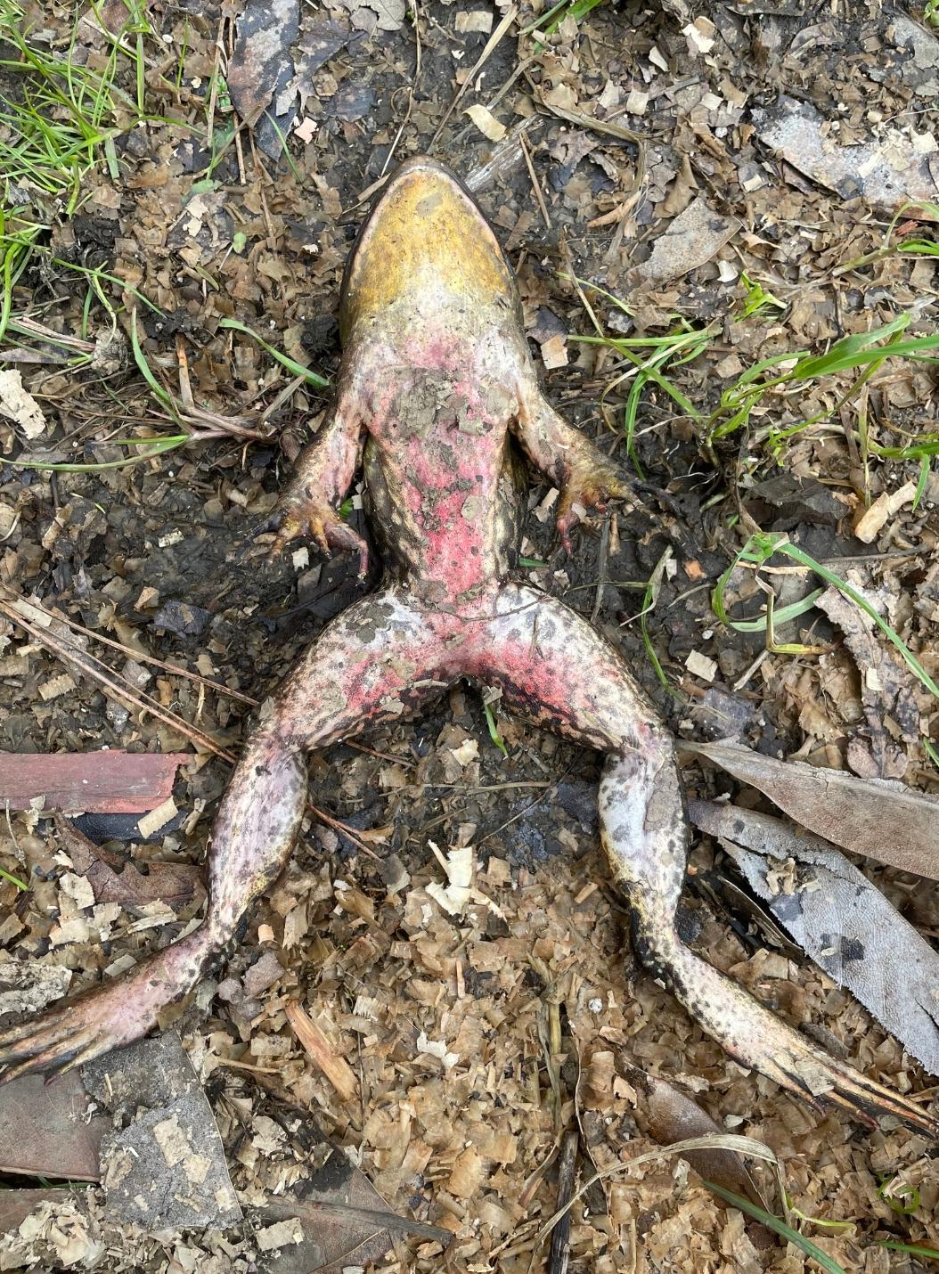 An example of a fungal disease in a frog Chytridmycosis which can